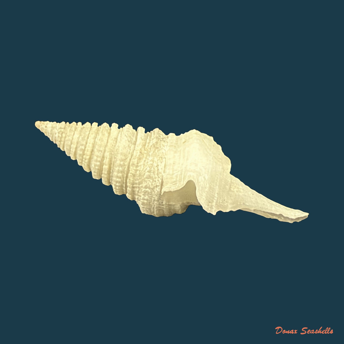 Cryptogemma periscelida (Dall, 1889) - 32,9mm