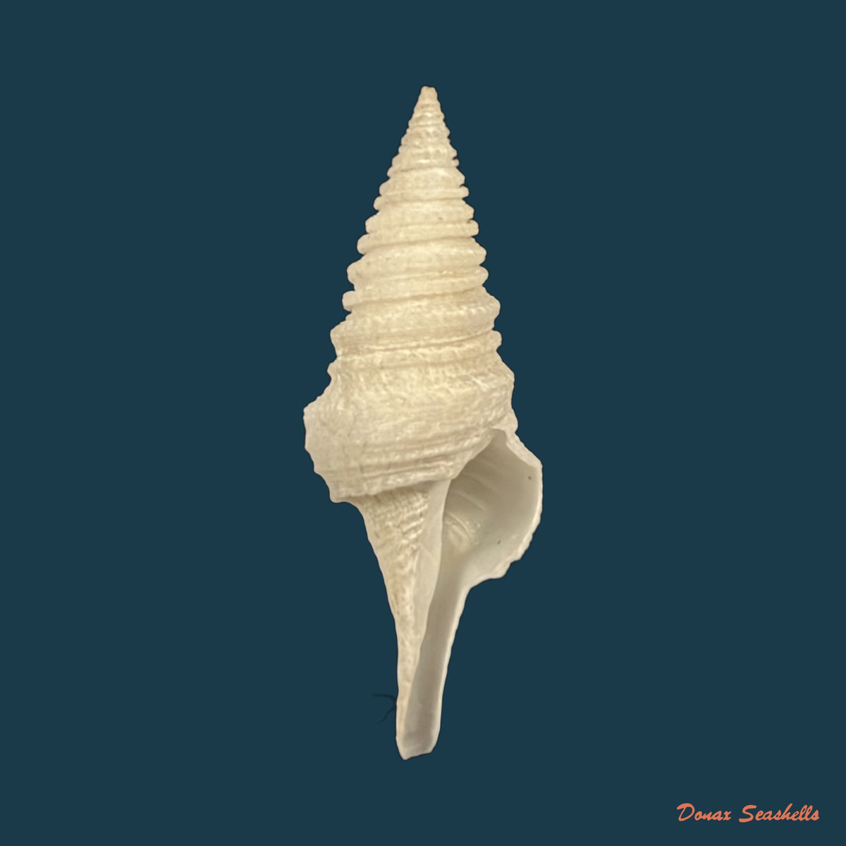 Cryptogemma periscelida (Dall, 1889) - 32,9mm