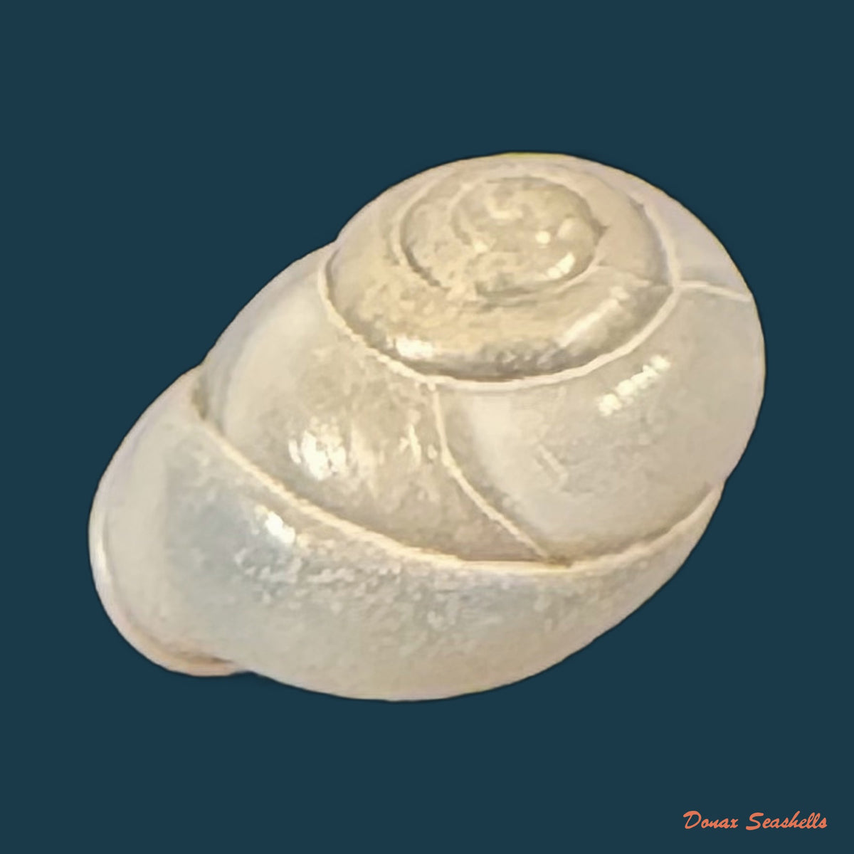 Streptartemon cookeanus (Baker, 1914) - 9,8mm