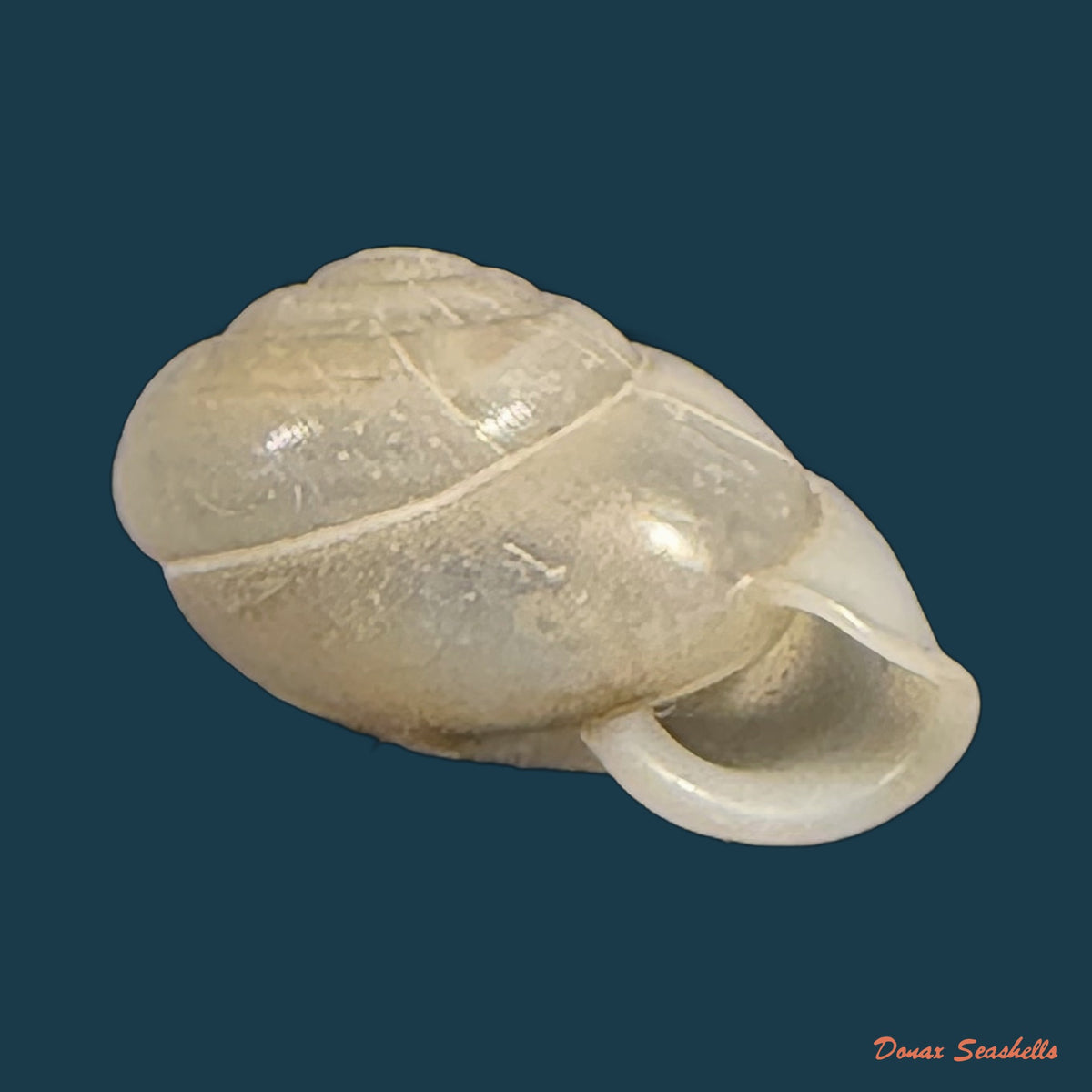 Streptartemon cookeanus (Baker, 1914) - 9,8mm