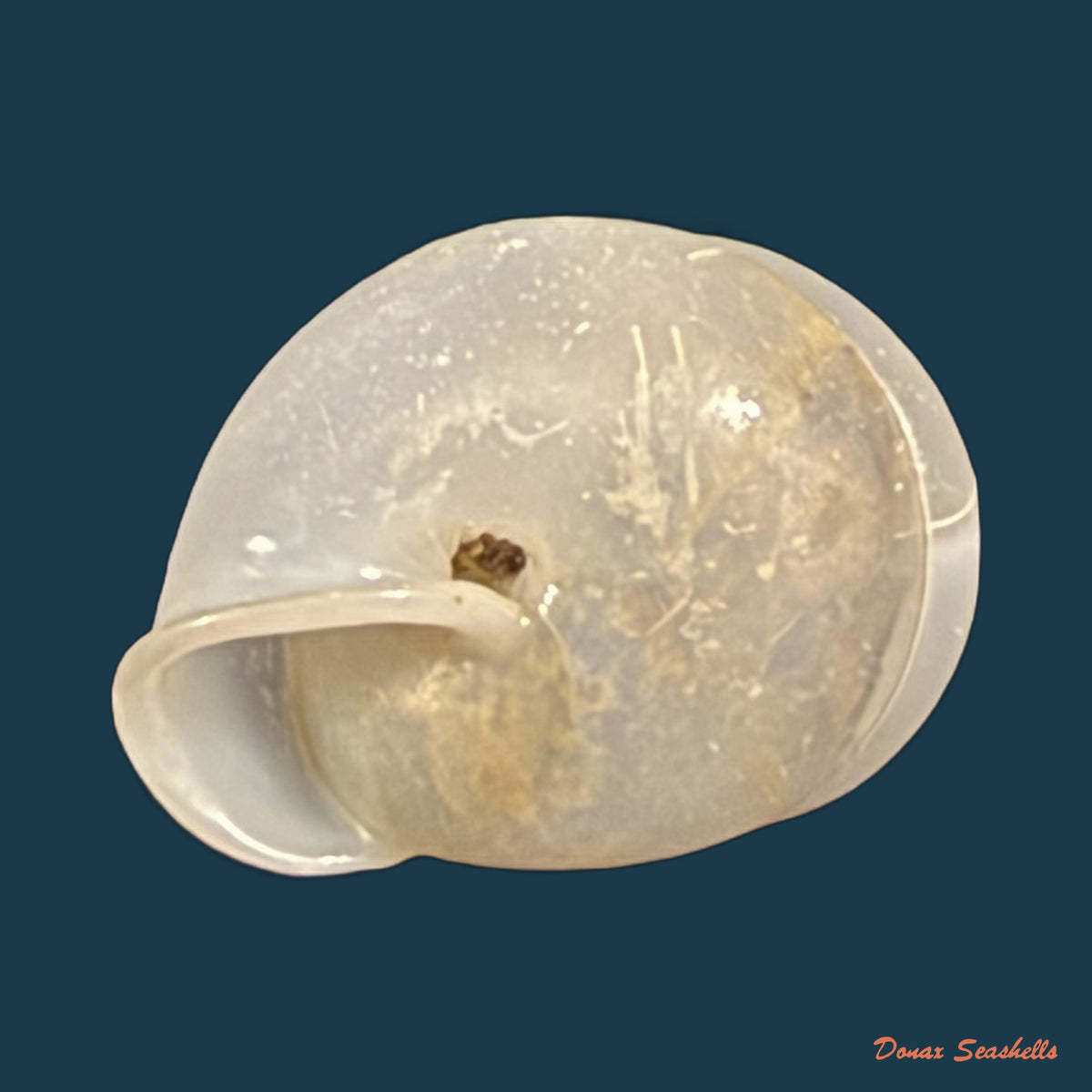 Streptartemon cookeanus (Baker, 1914) - 9,8mm