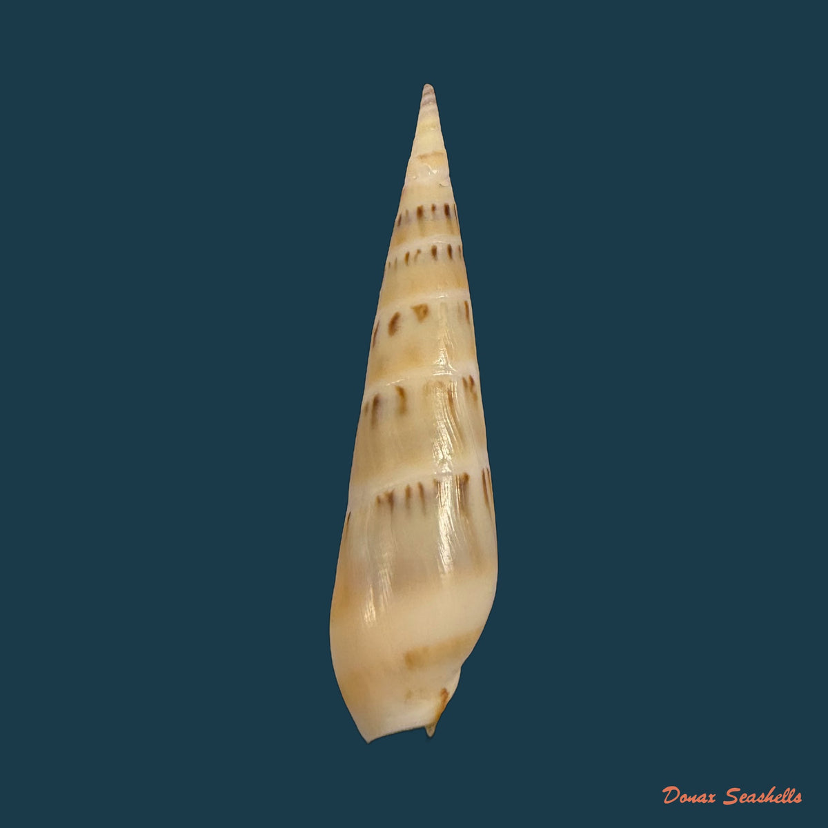 Hastula nimbosa (Hinds, 1844) - 36,9mm