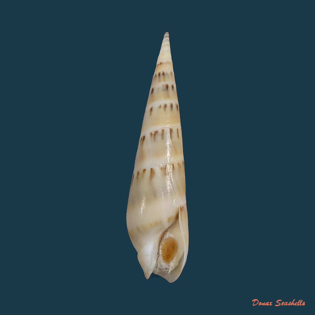 Hastula nimbosa (Hinds, 1844) - 36,9mm