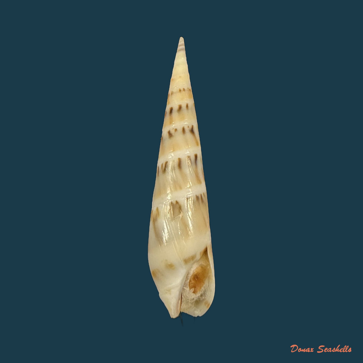 Hastula nimbosa (Hinds, 1844) - 36,8mm