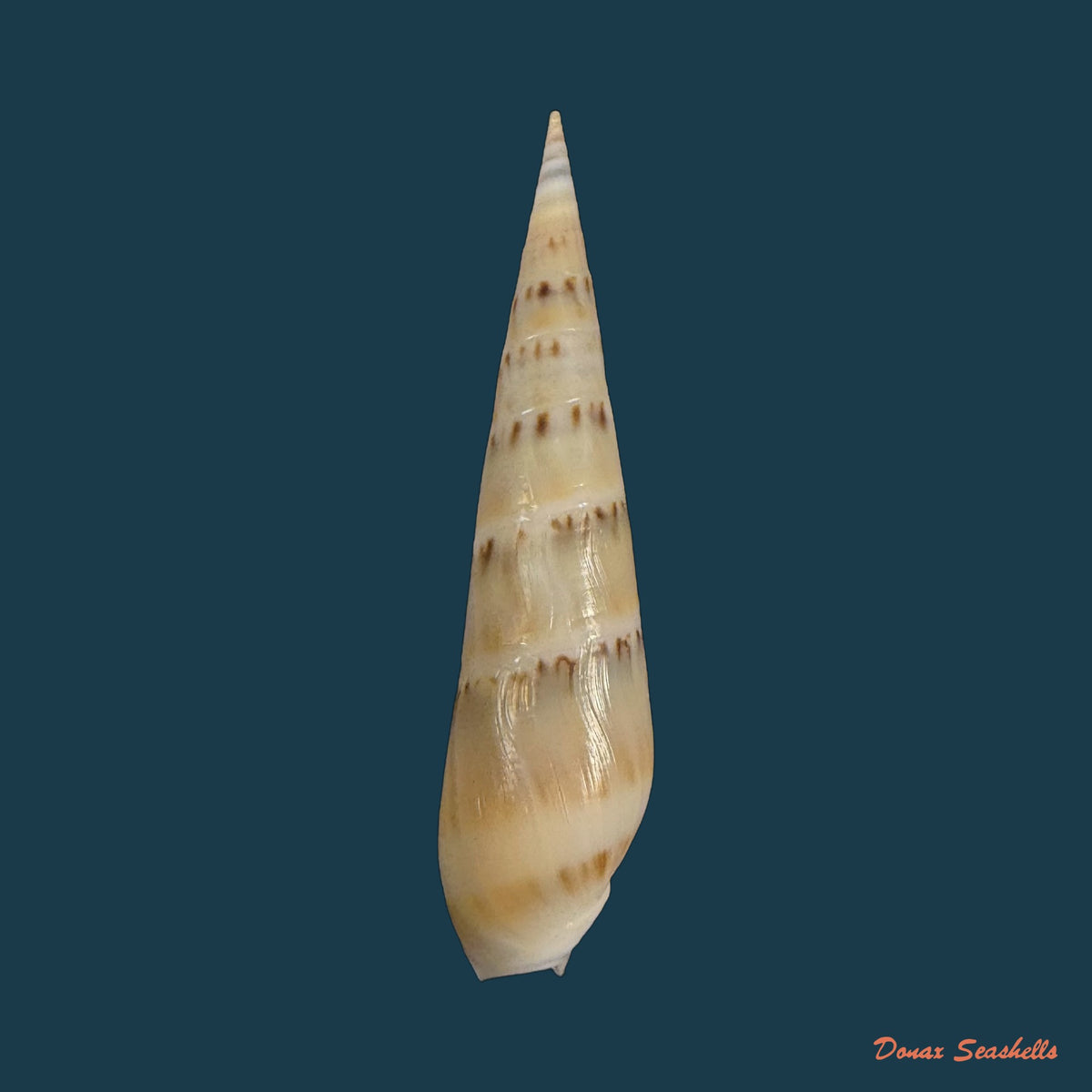 Hastula nimbosa (Hinds, 1844) - 37,1mm