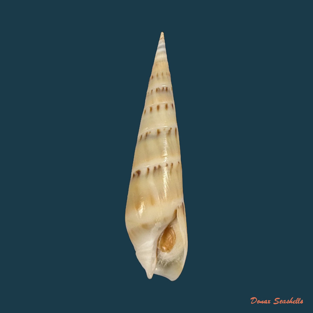 Hastula nimbosa (Hinds, 1844) - 37,1mm