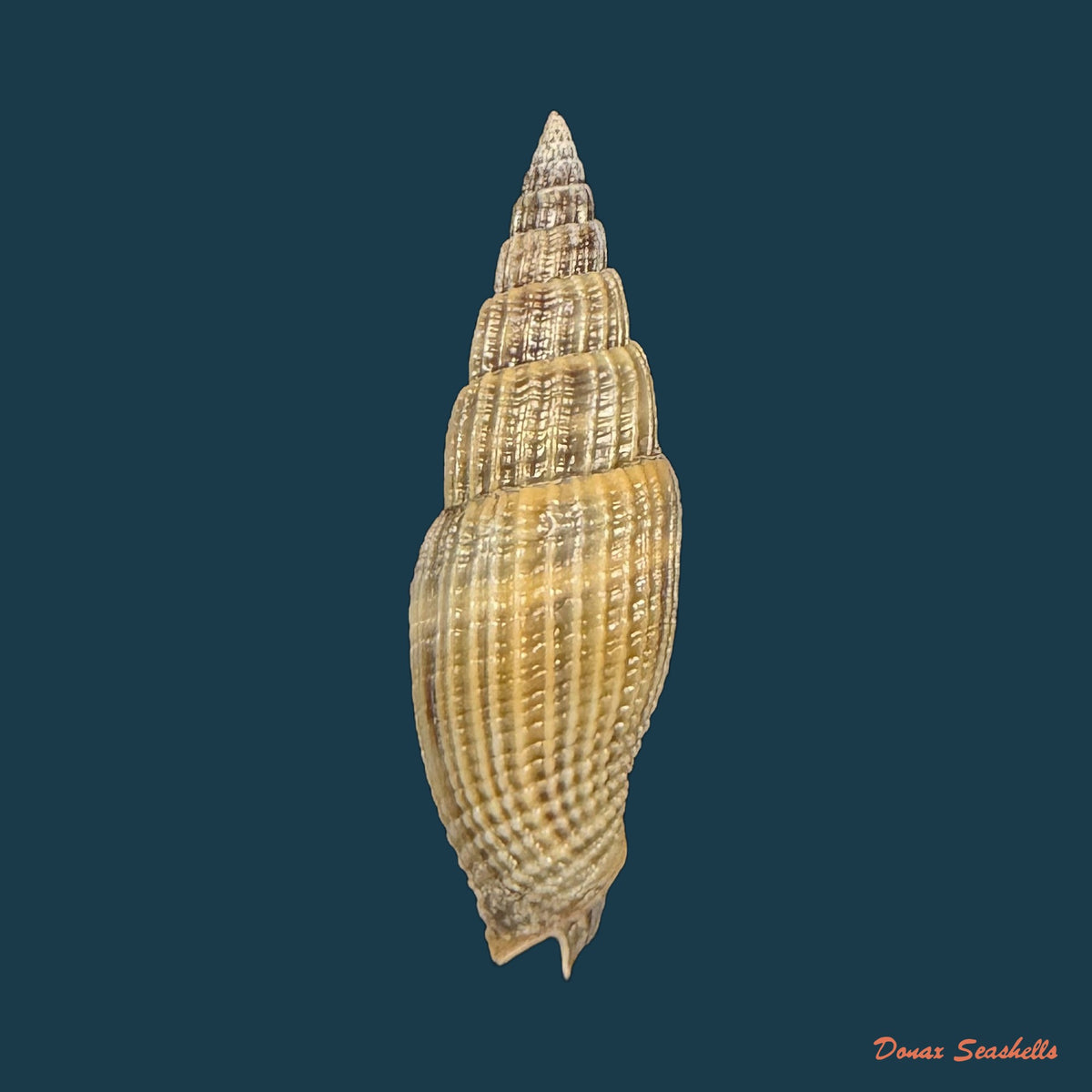 Vexillum acuminatum (Gmelin, 1791) - 25,3mm