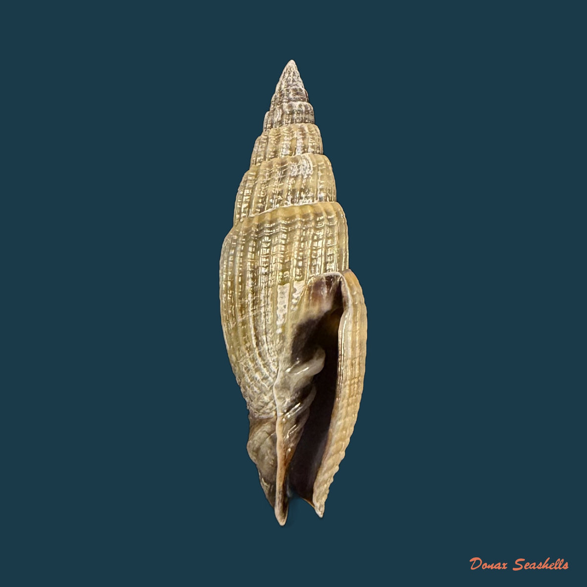 Vexillum acuminatum (Gmelin, 1791) - 25,3mm
