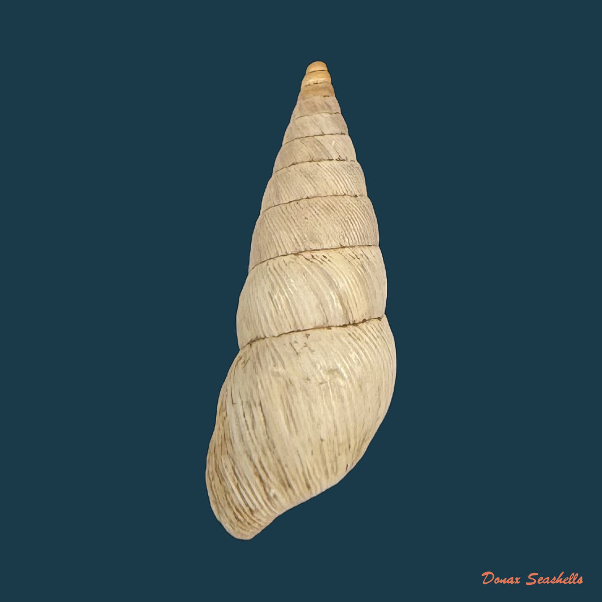 Bostryx umbilicatellus (Pilsbry, 1896) - 19,5mm