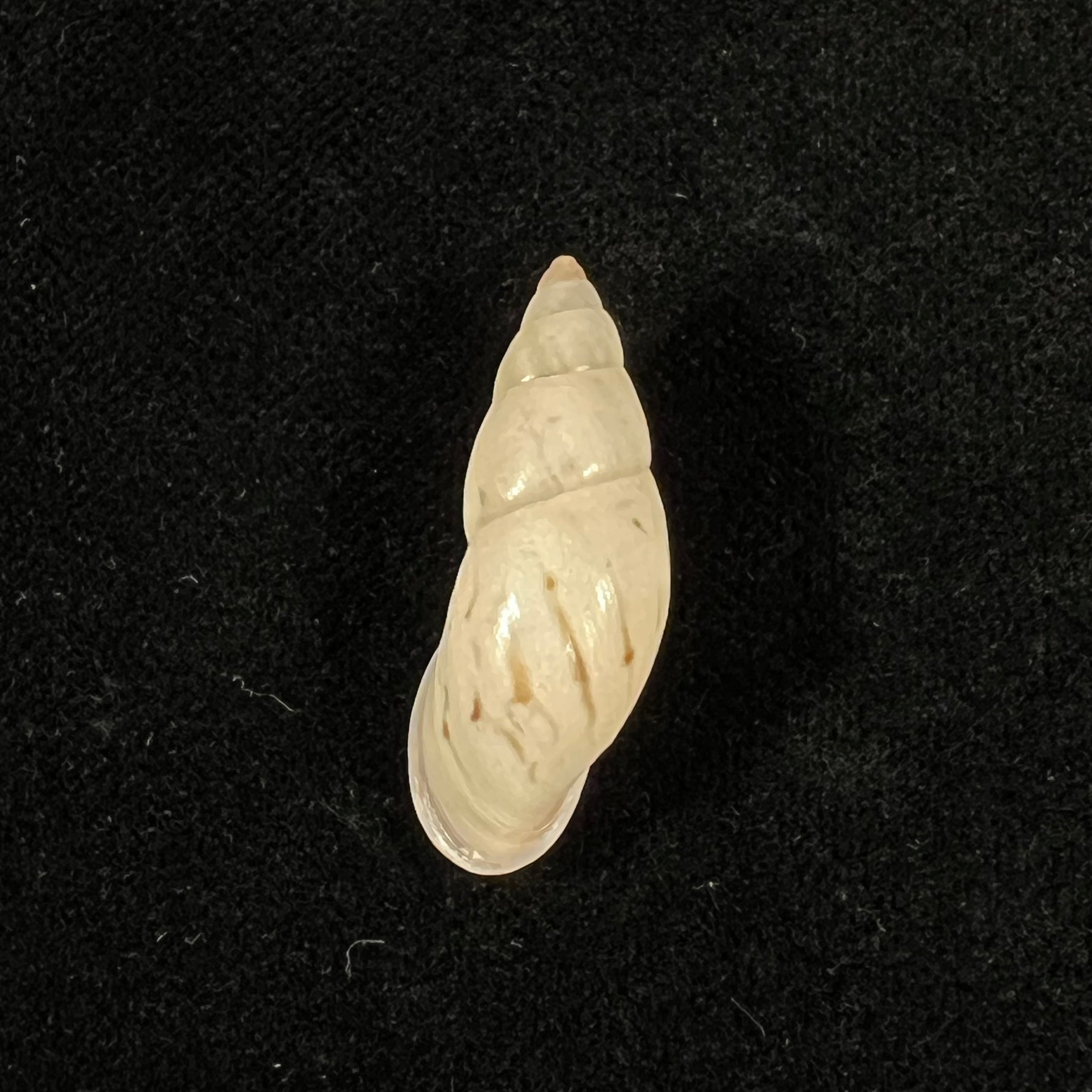 Neopetraeus lobbii (Reeve, 1849) - 41,5毫米