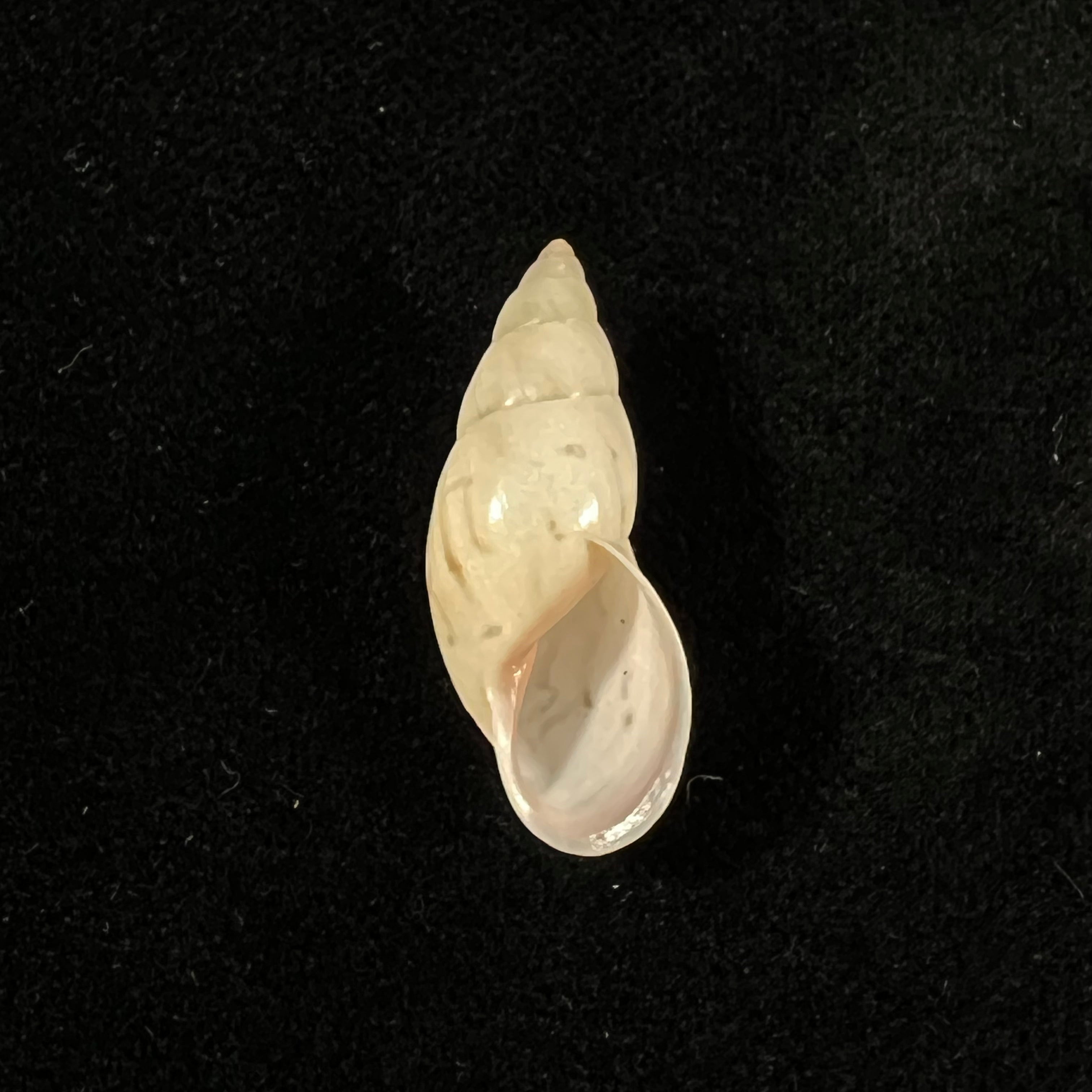Drymaeus fusagasuganus Pilsbry, 1935 - 28,1mm