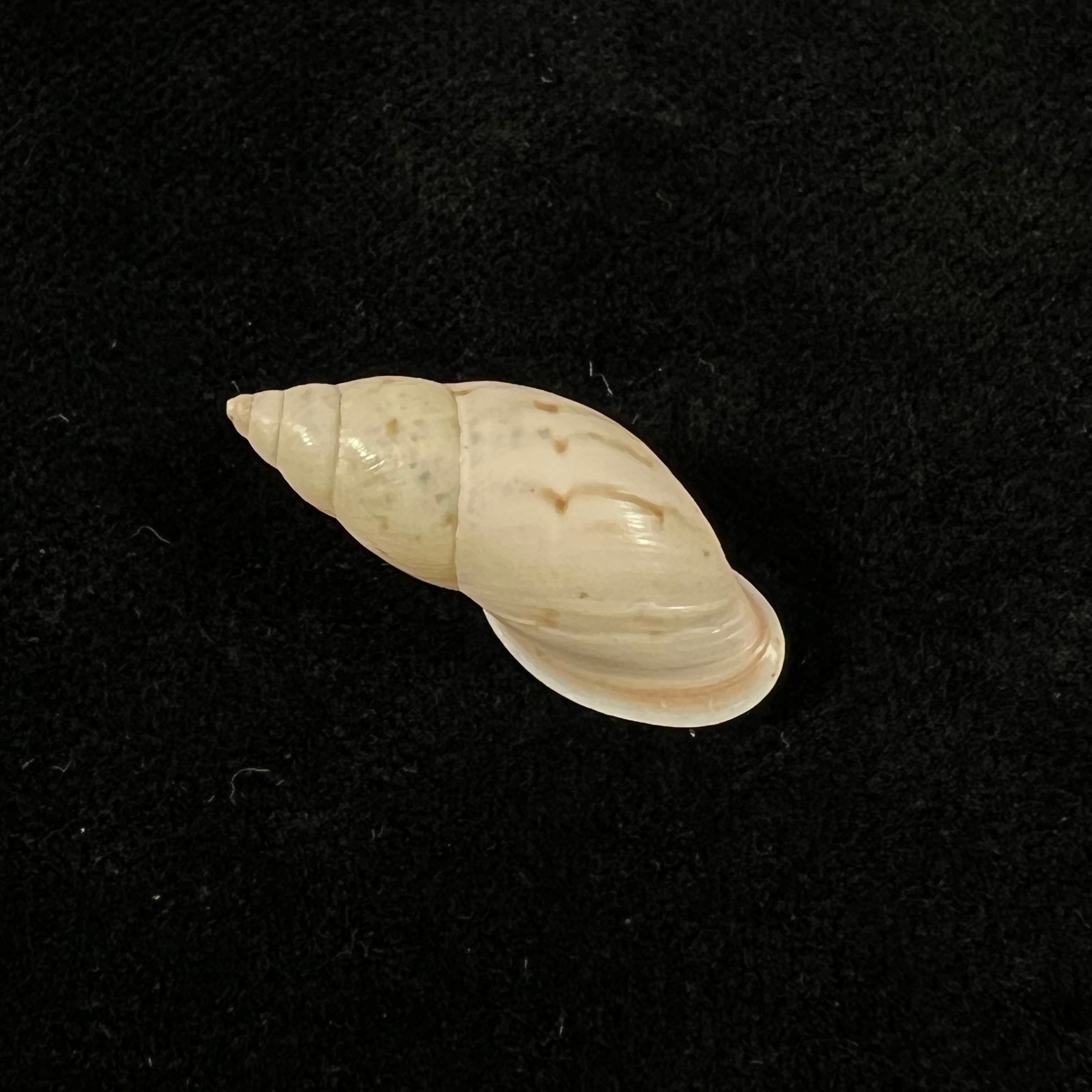 Drymaeus fusagasuganus Pilsbry, 1935 - 26mm
