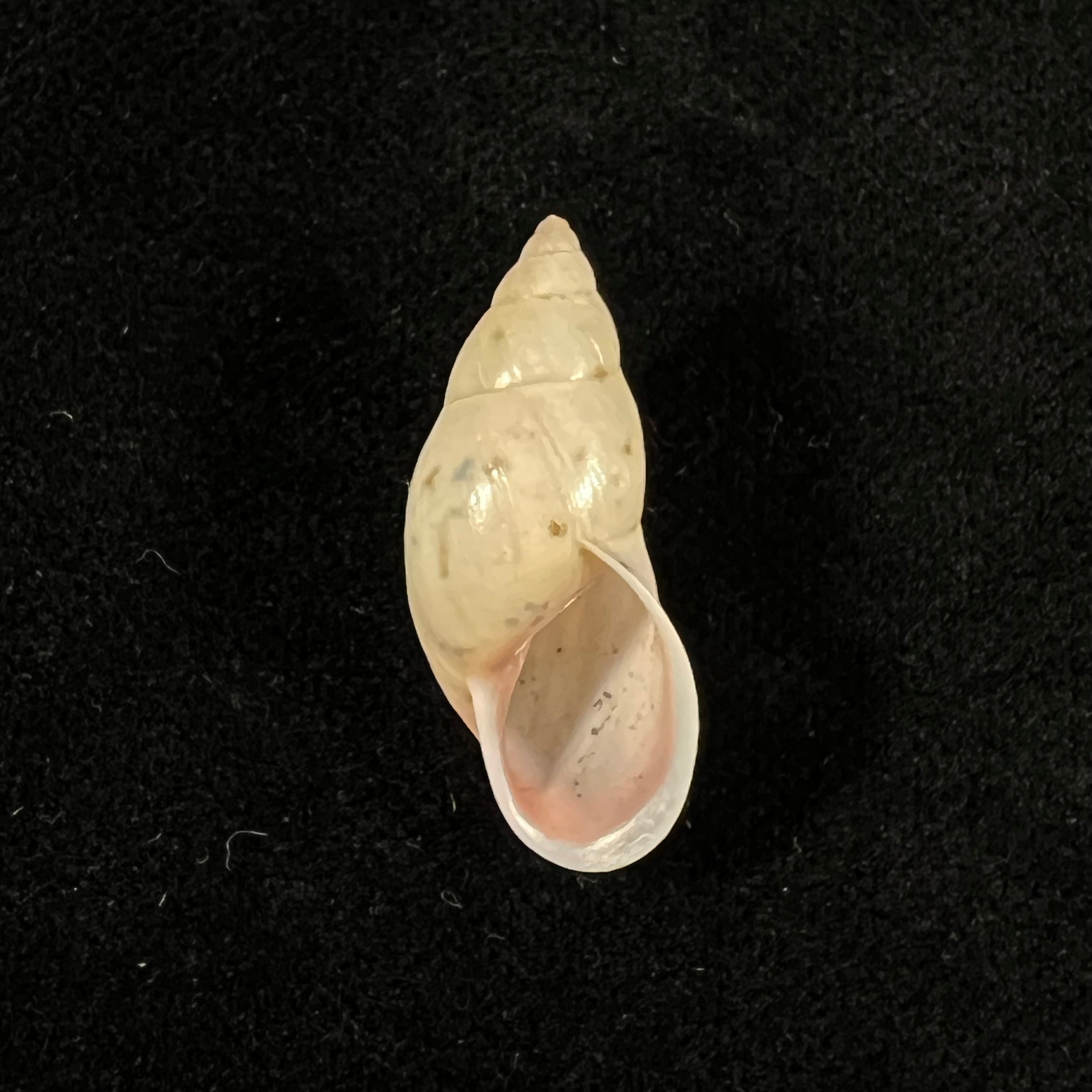 Drymaeus fusagasuganus Pilsbry, 1935 - 26mm