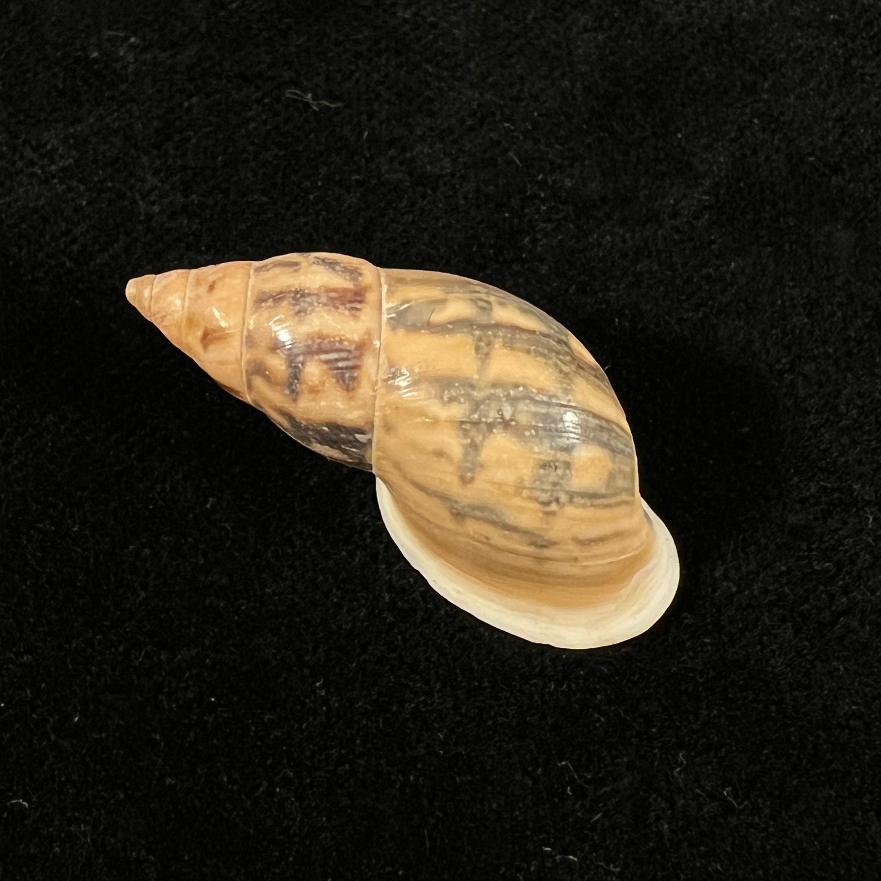 Drymaeus comis (Preston, 1907) -31,5mm