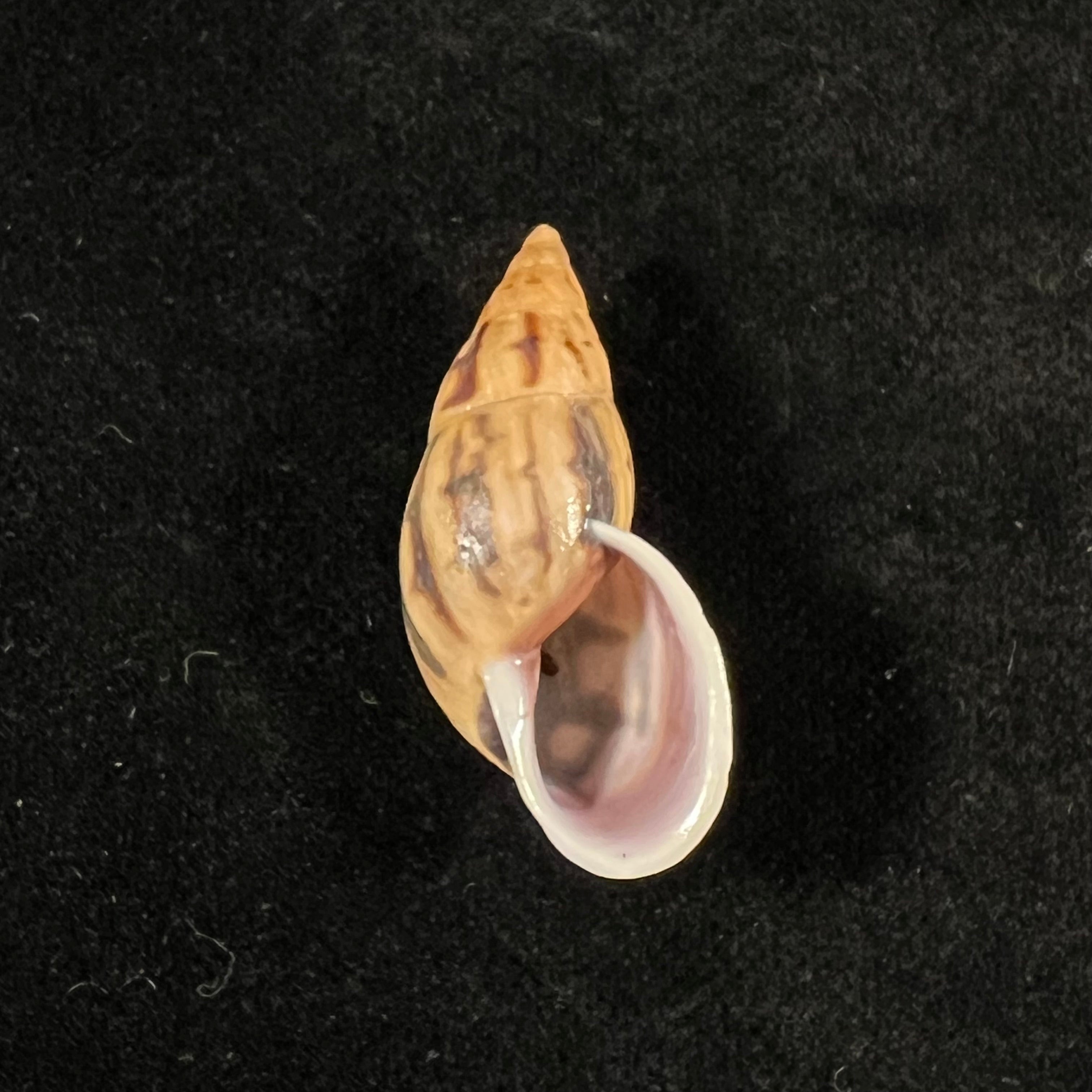 Drymaeus comis (Preston, 1907) -31,5mm