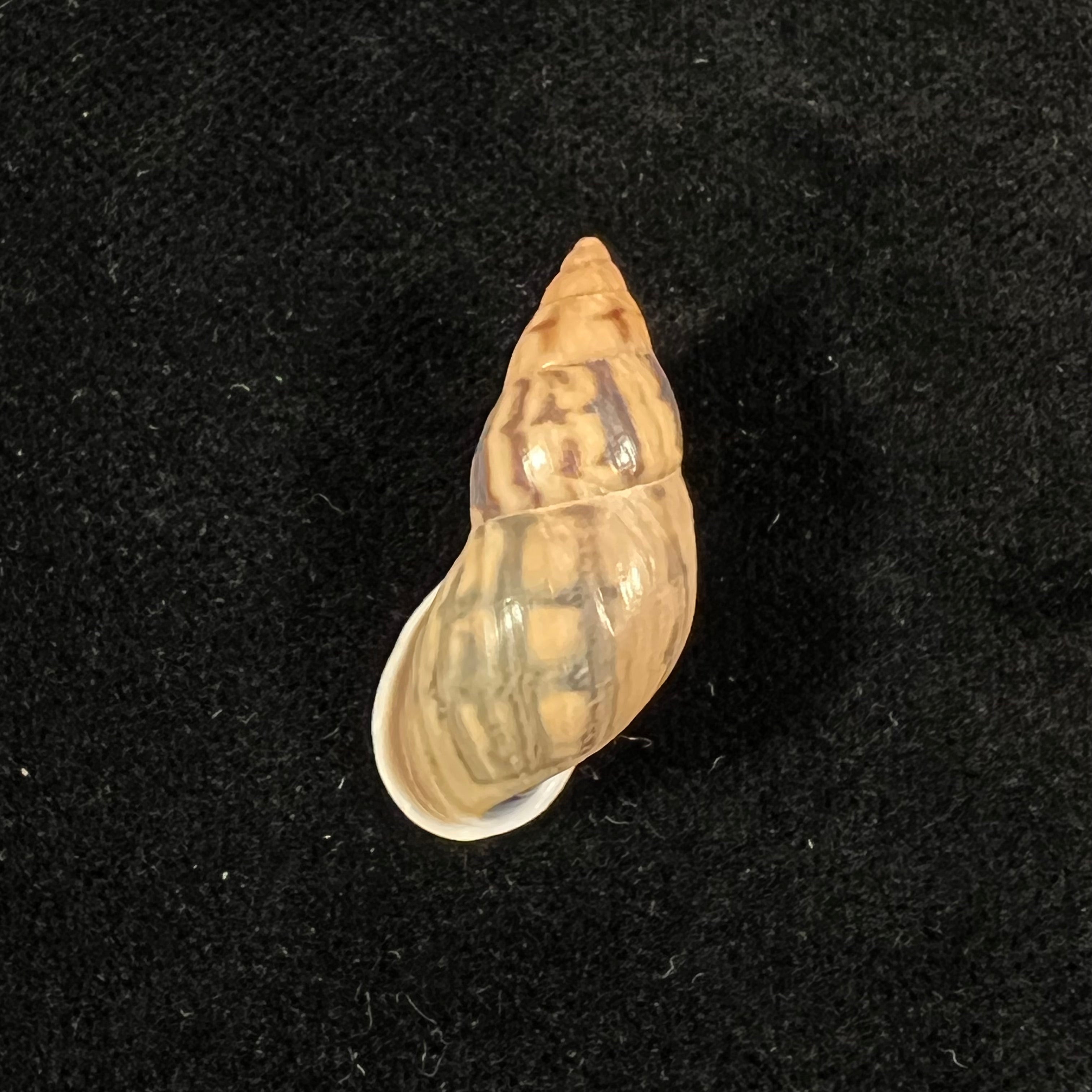 Drymaeus comis (Preston, 1907) -29,2mm