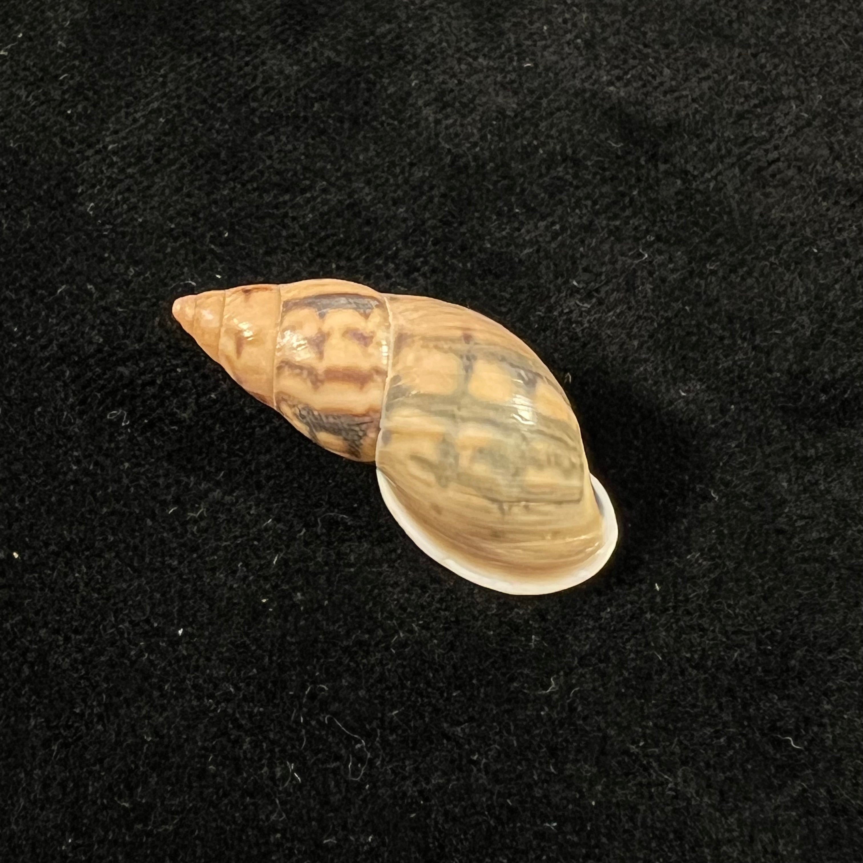 Drymaeus comis (Preston, 1907) -29,2mm