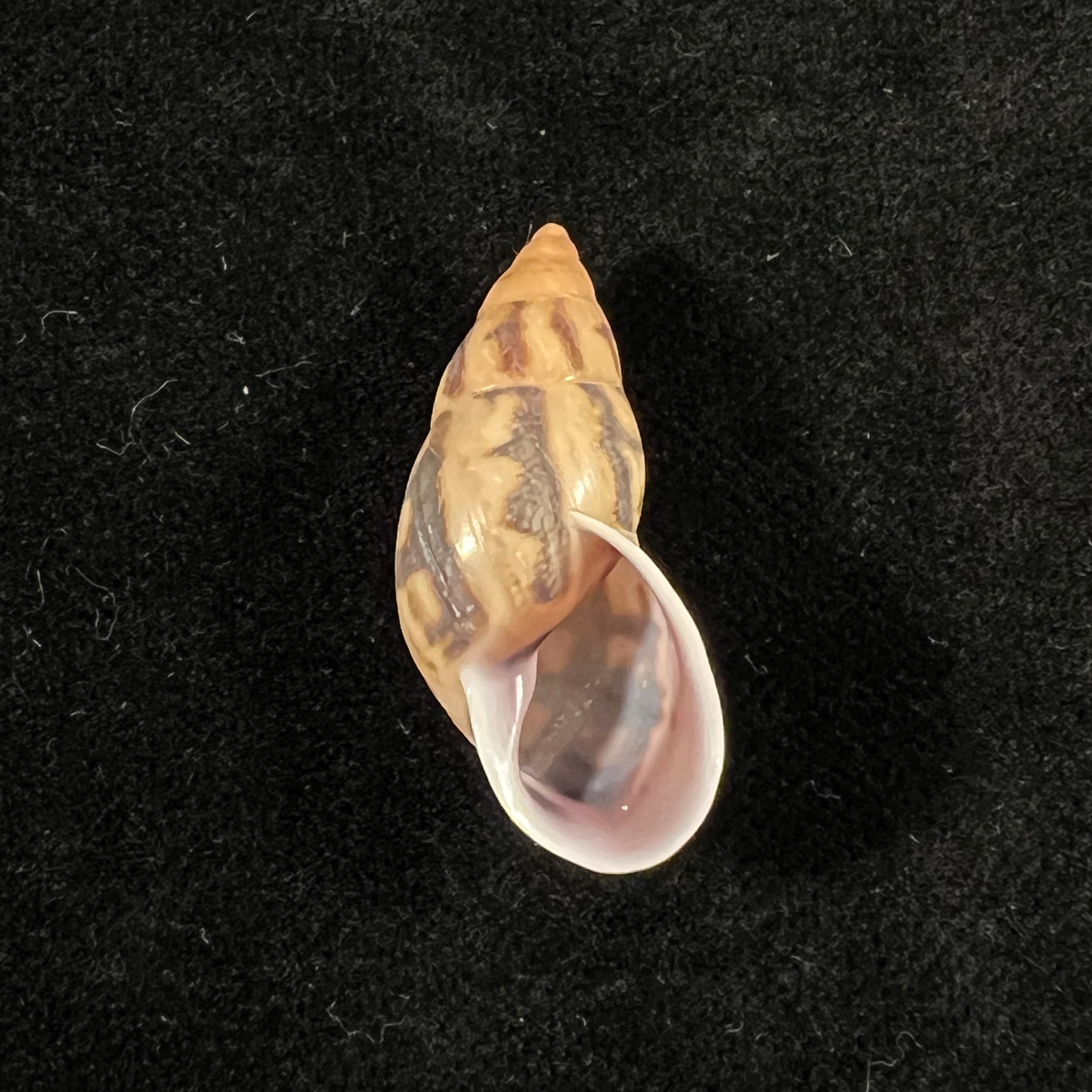 Drymaeus comis (Preston, 1907) -29,2mm