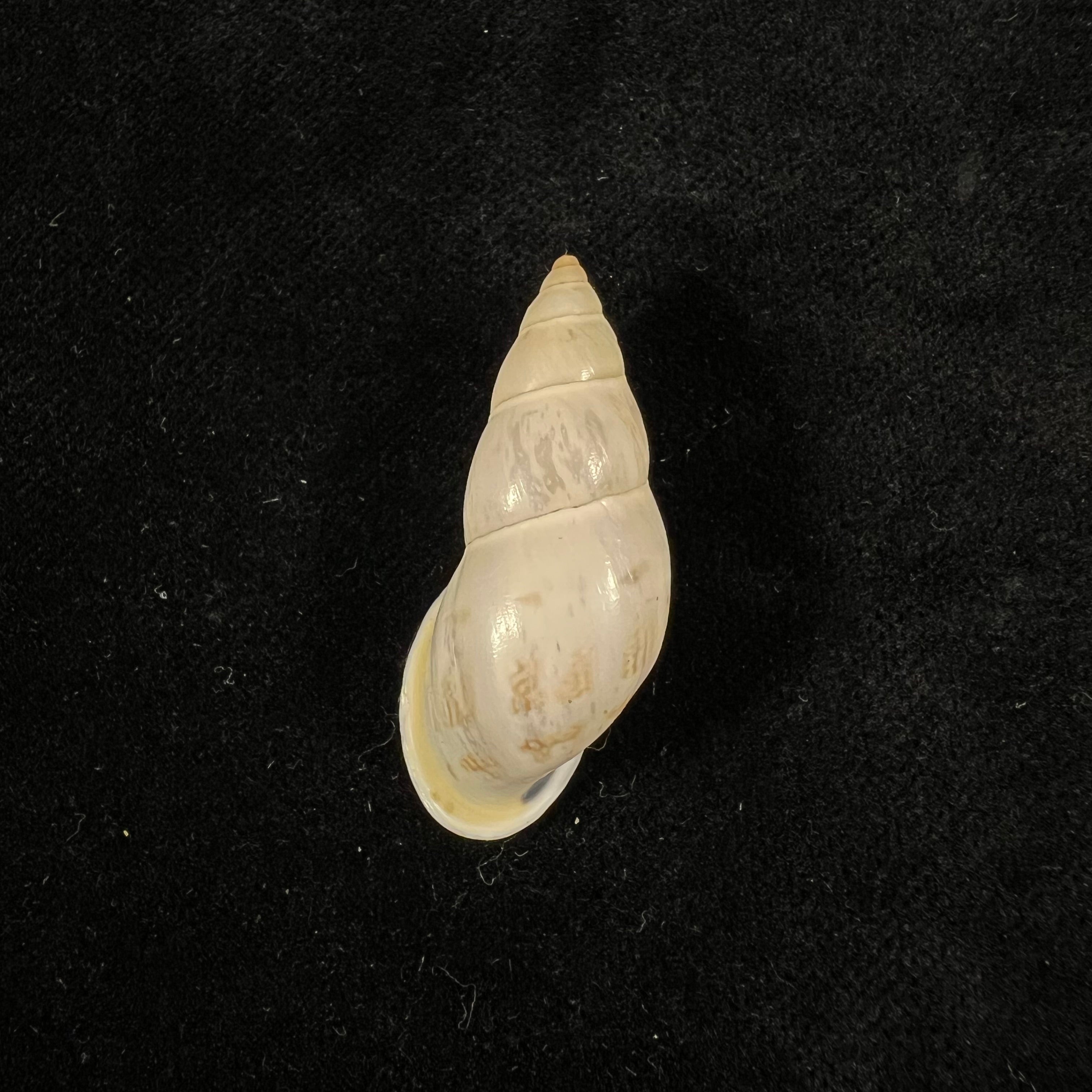 Drymaeus exoticus S. I. Da Costa, 1901 -34,5mm