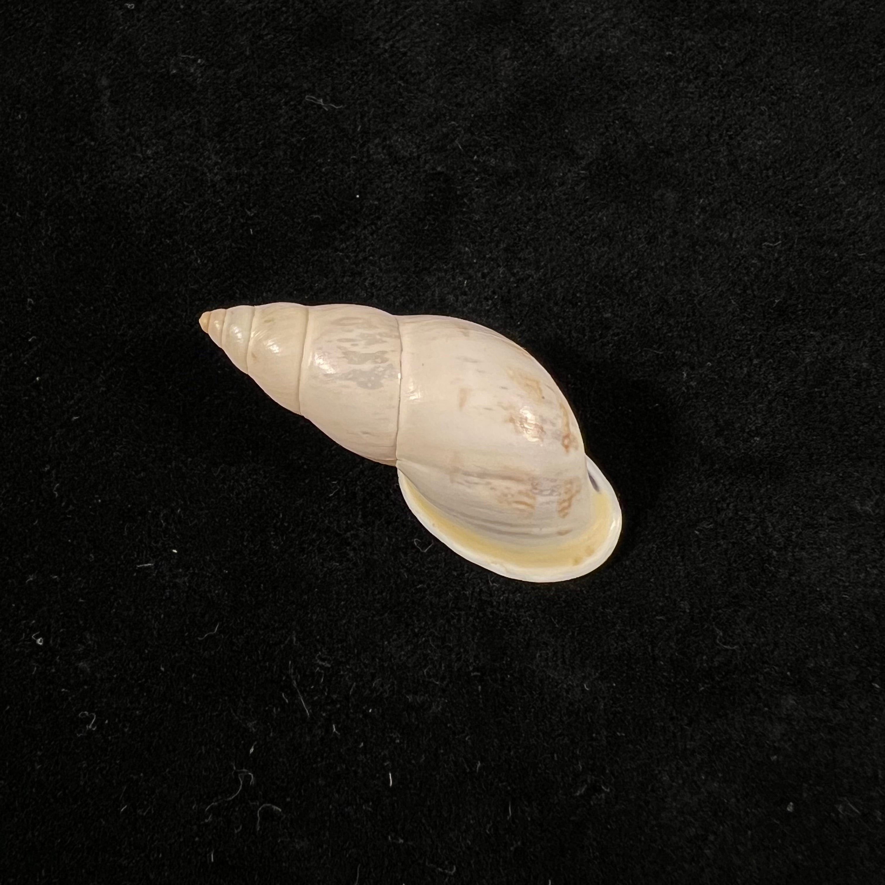 Drymaeus exoticus S. I. Da Costa, 1901 -34,5mm