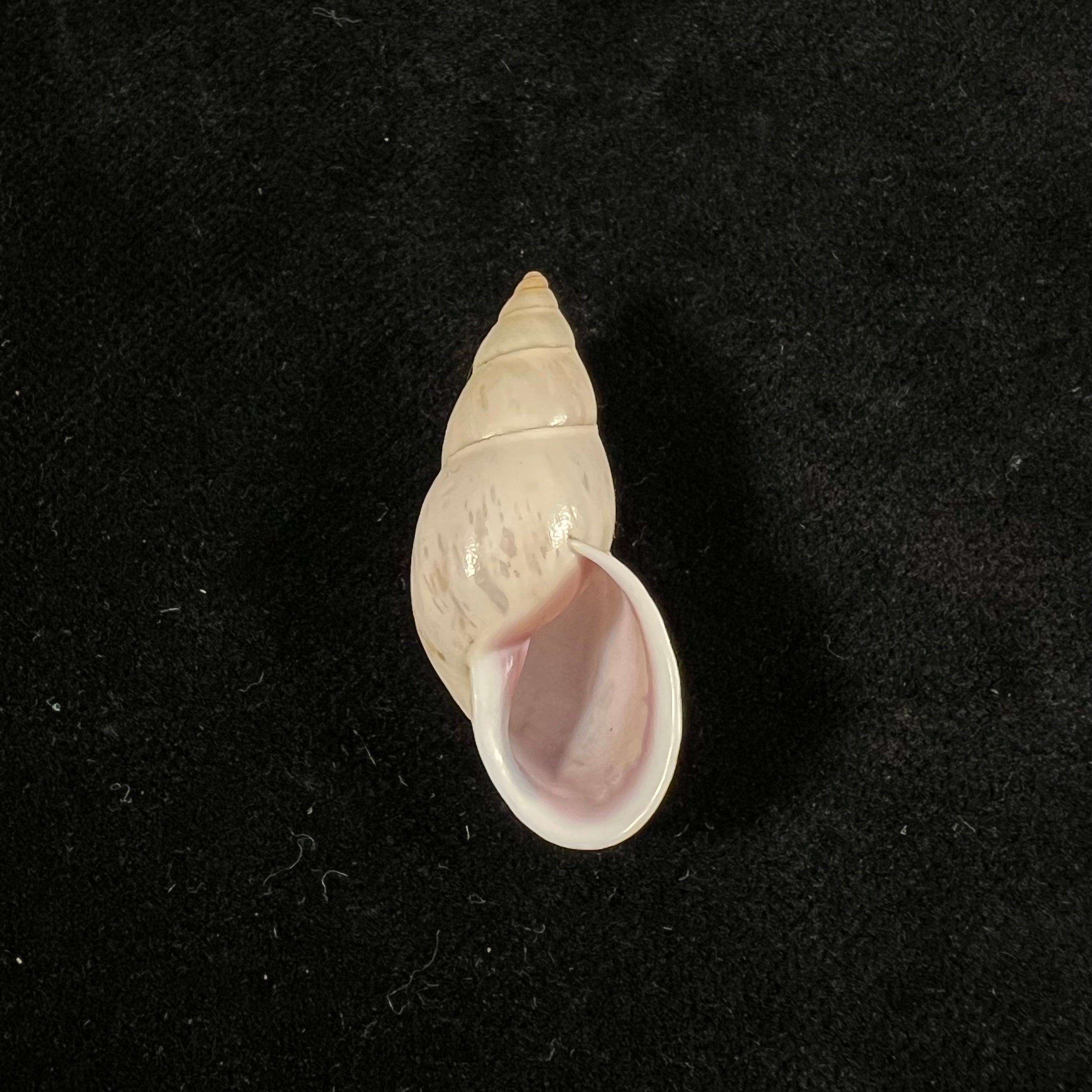 Drymaeus exoticus S. I. Da Costa, 1901 -34,5mm