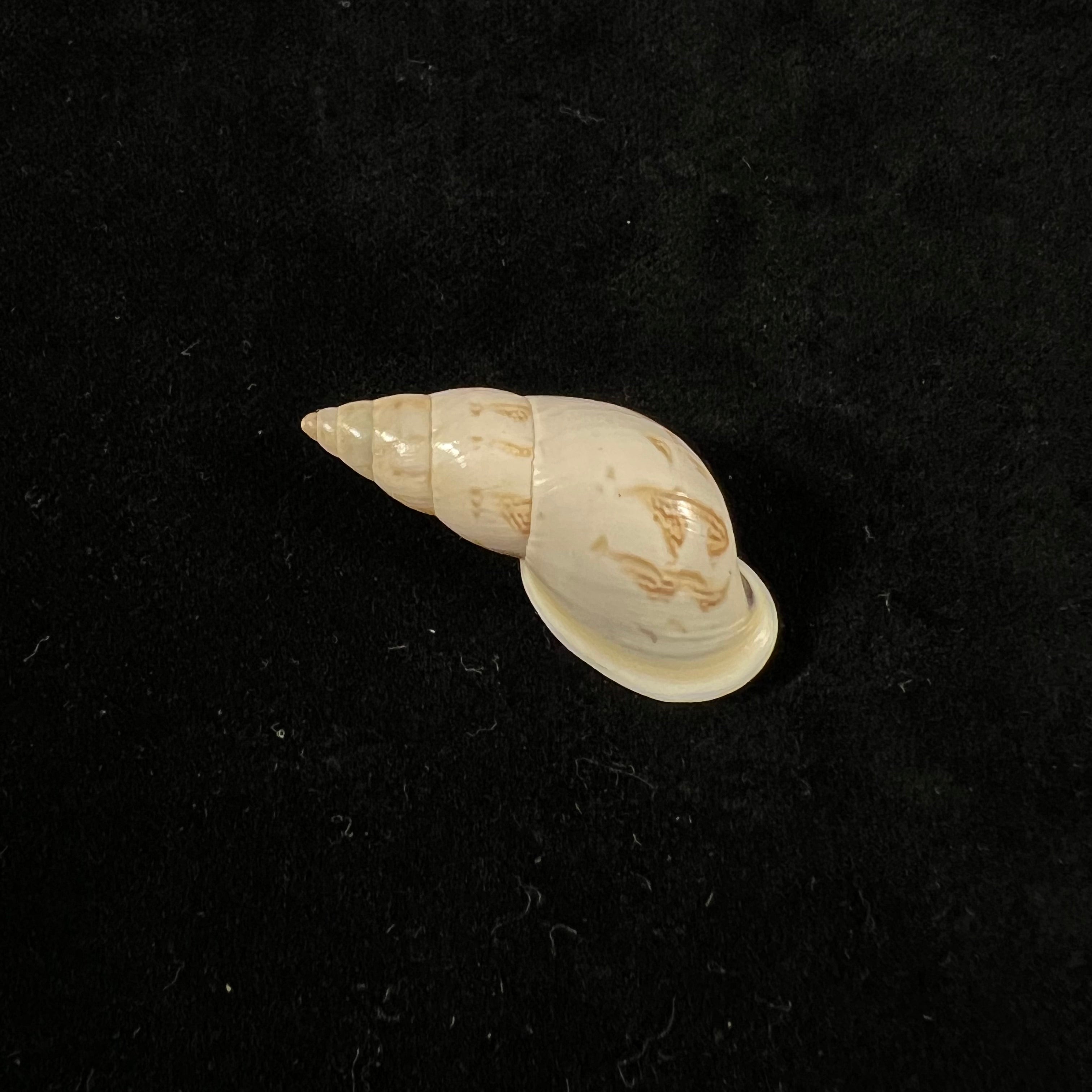 Drymaeus exoticus S. I. Da Costa, 1901 -32mm