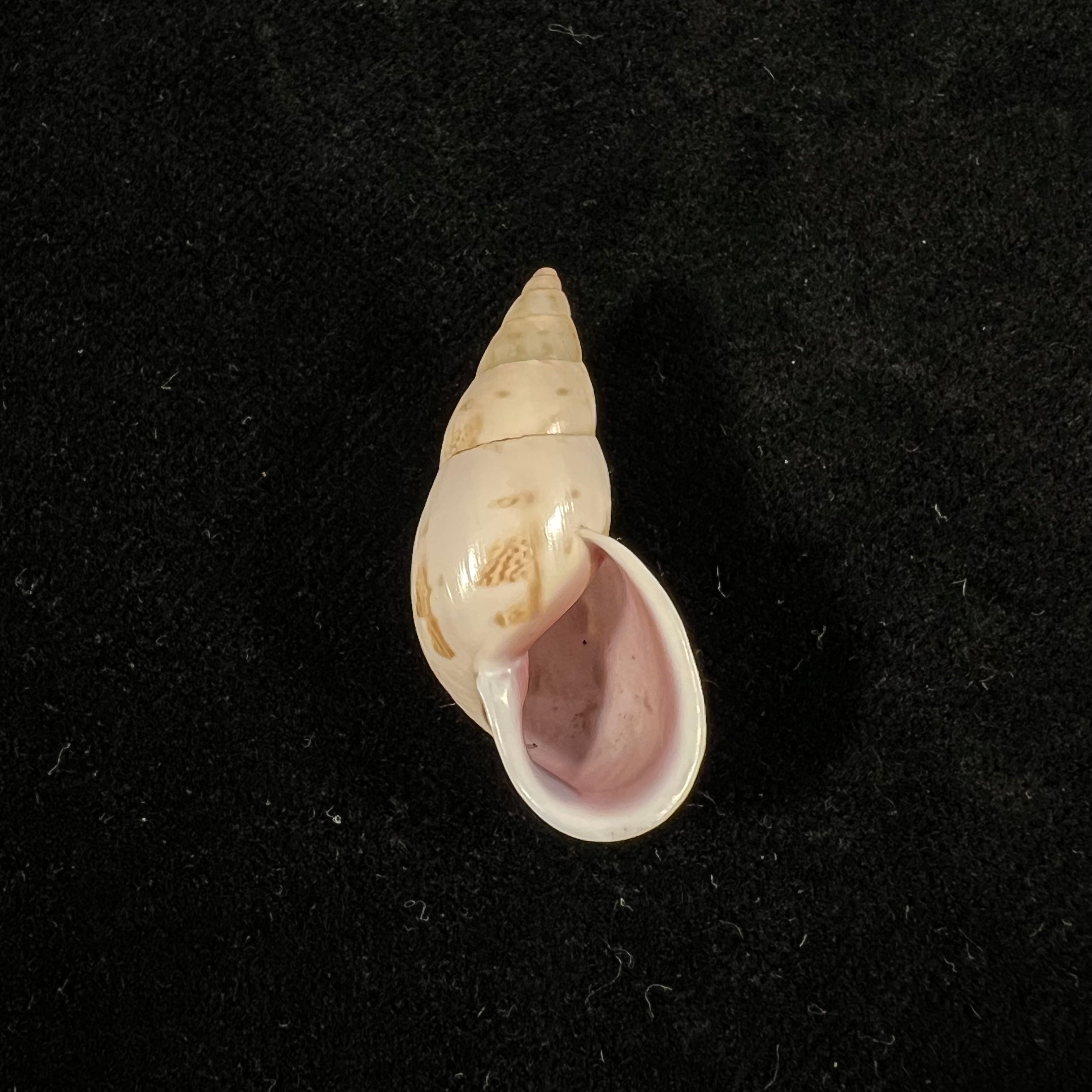 Drymaeus exoticus S. I. Da Costa, 1901 -32mm