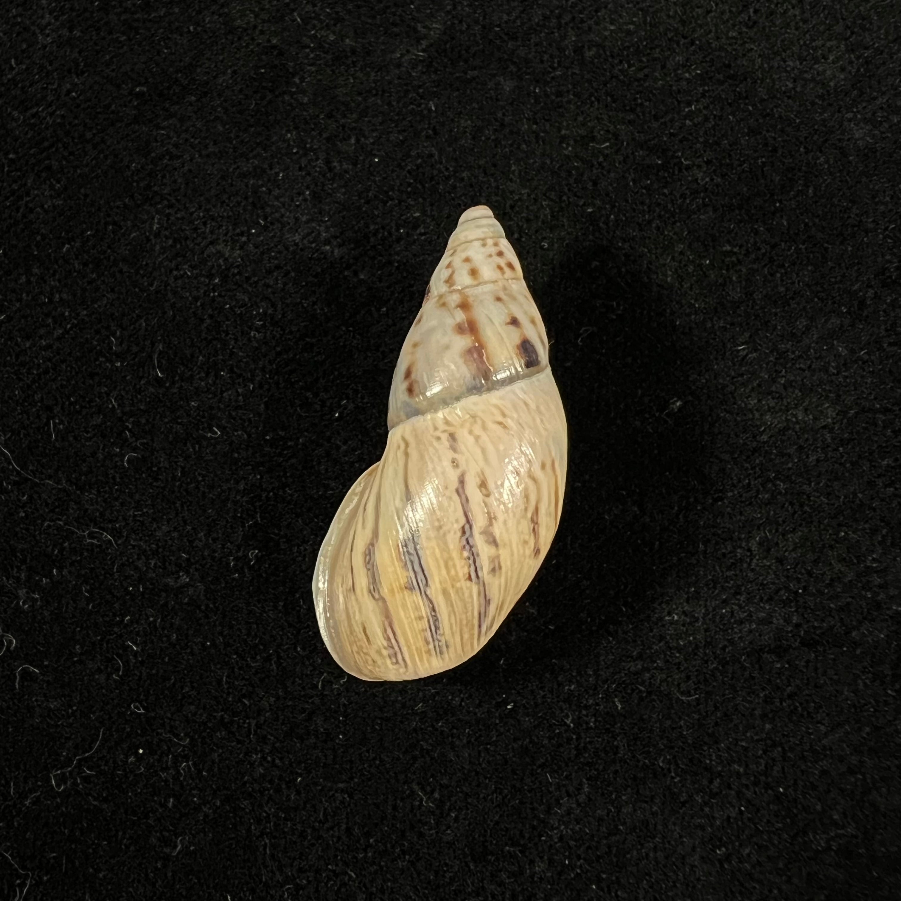 Drymaeus cf fabrefactus (Reeve, 1848) - 34,5mm