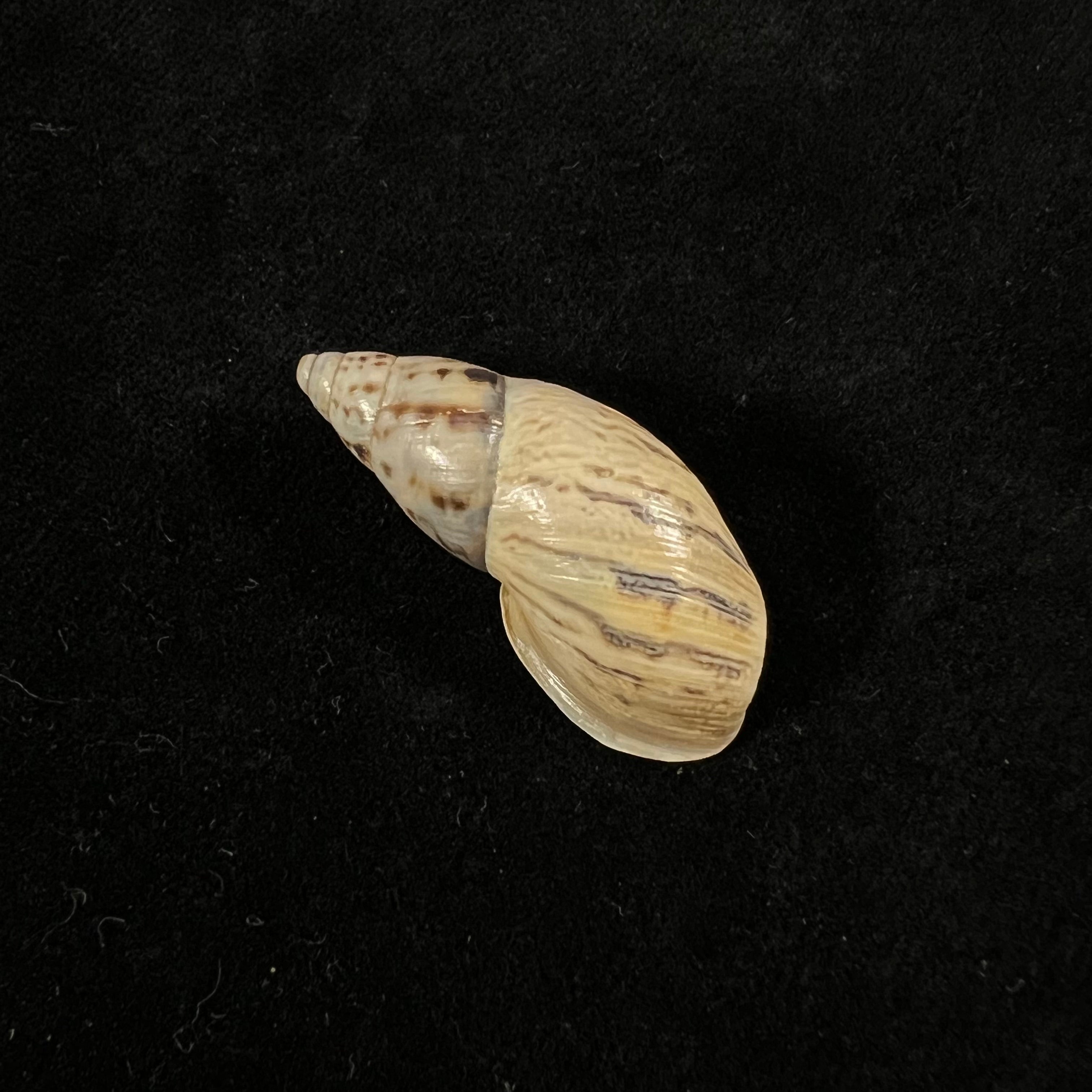Drymaeus cf fabrefactus (Reeve, 1848) - 34,5mm