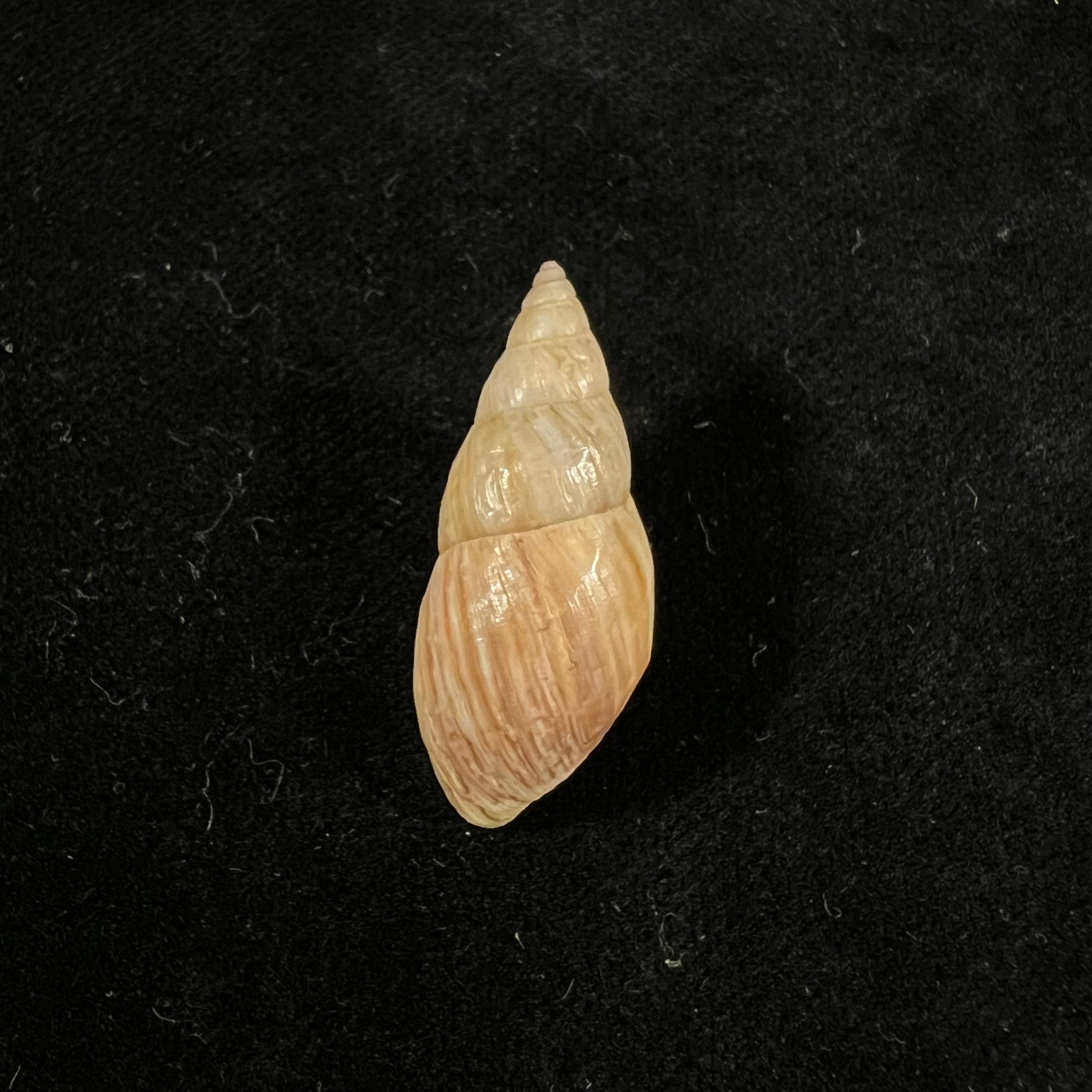 Drymaeus fabrefactus (Reeve, 1848) - 30,5mm