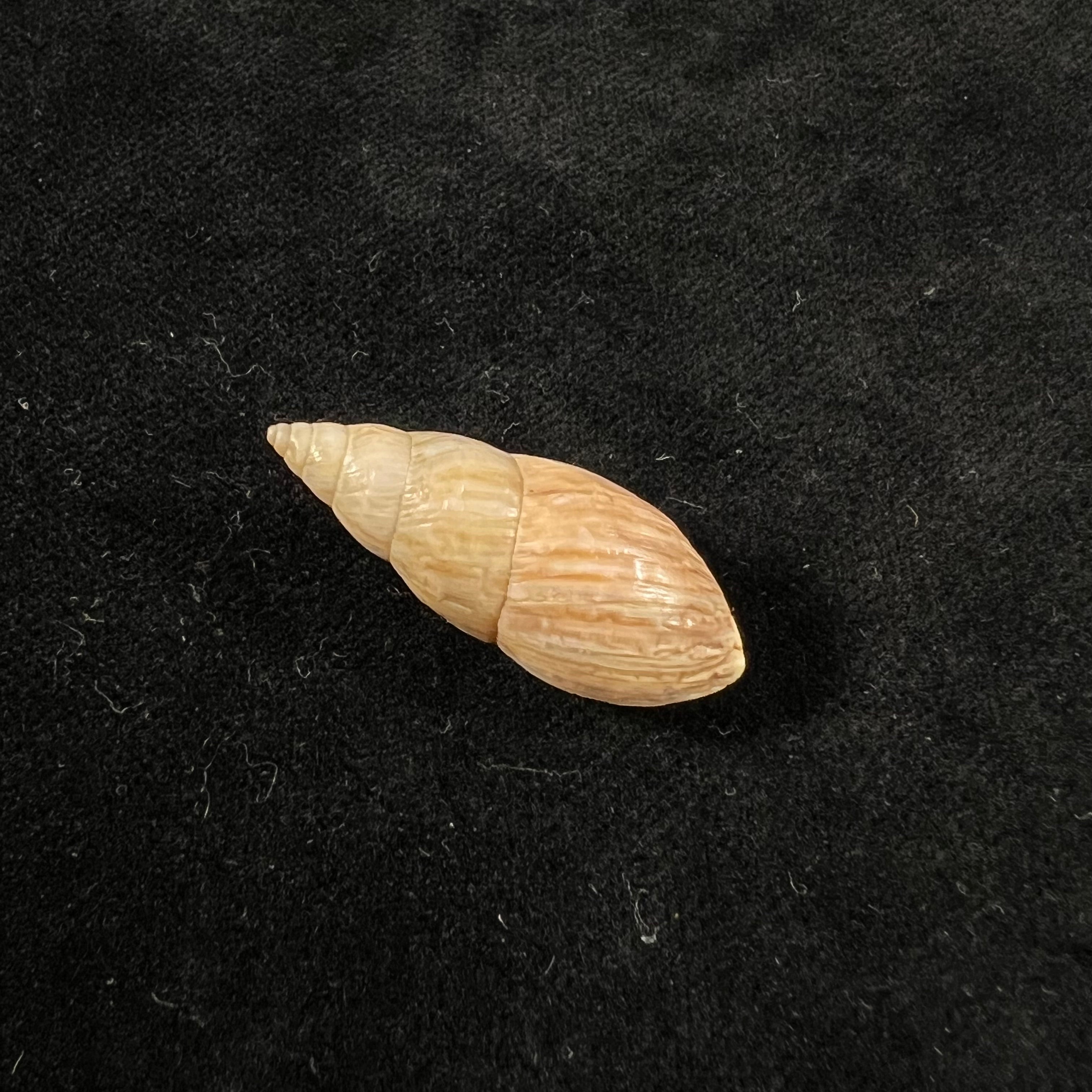 Drymaeus fabrefactus (Reeve, 1848) - 30,5mm