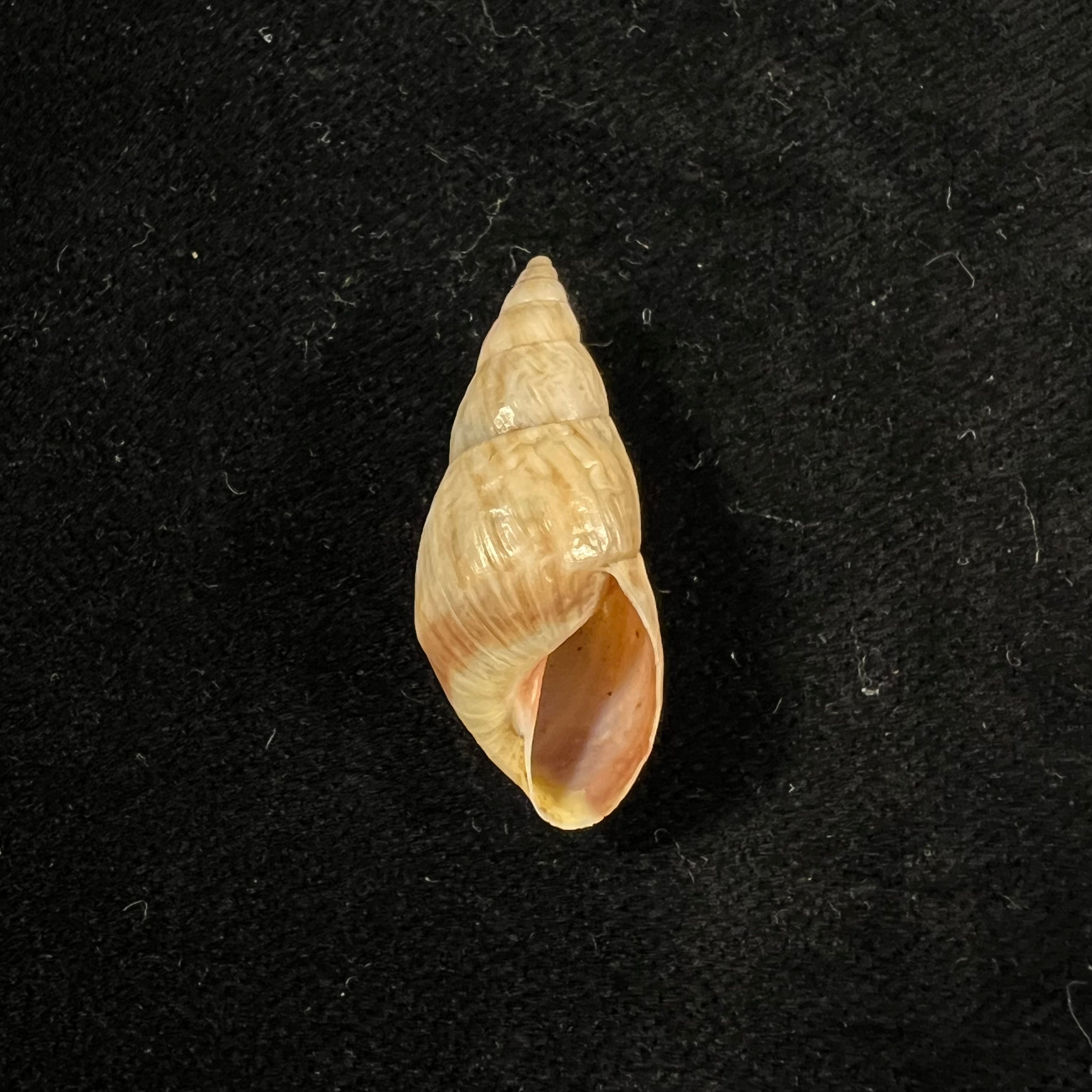 Drymaeus fabrefactus (Reeve, 1848) - 30,5mm