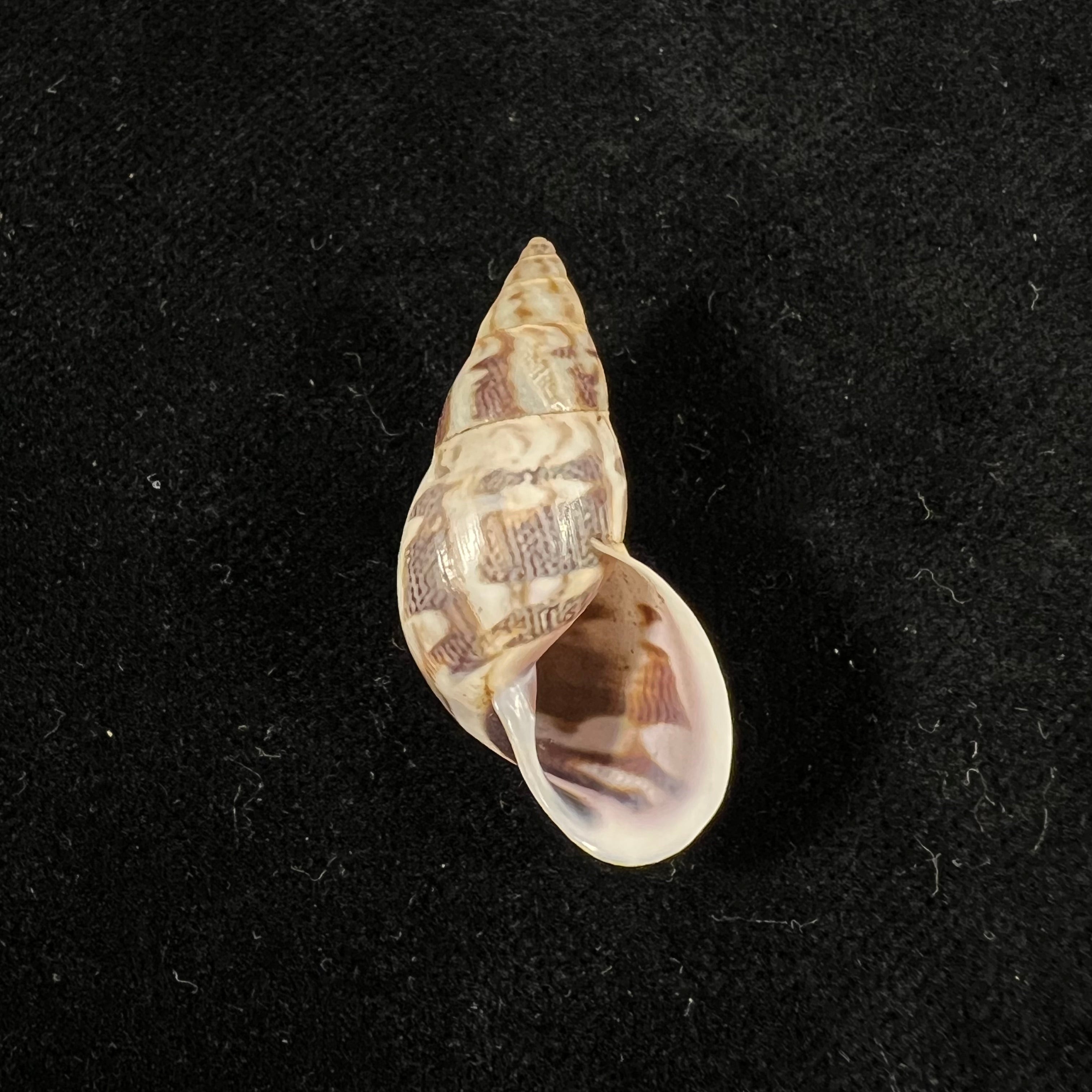 Drymaeus cf caucaensis (S. I. Da Costa, 1898) - 33,5mm