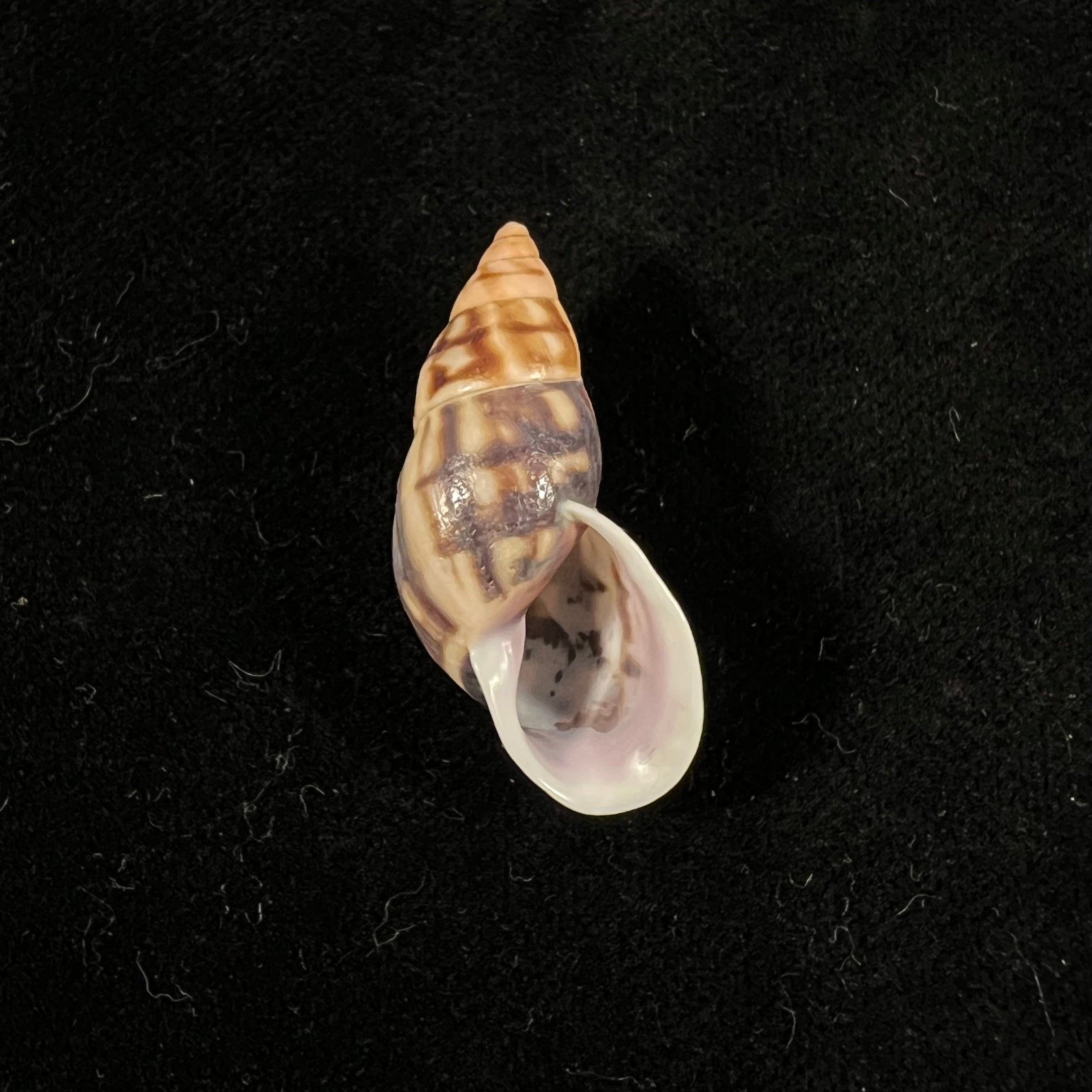 Drymaeus cf caucaensis (S. I. Da Costa, 1898) - 31,6mm