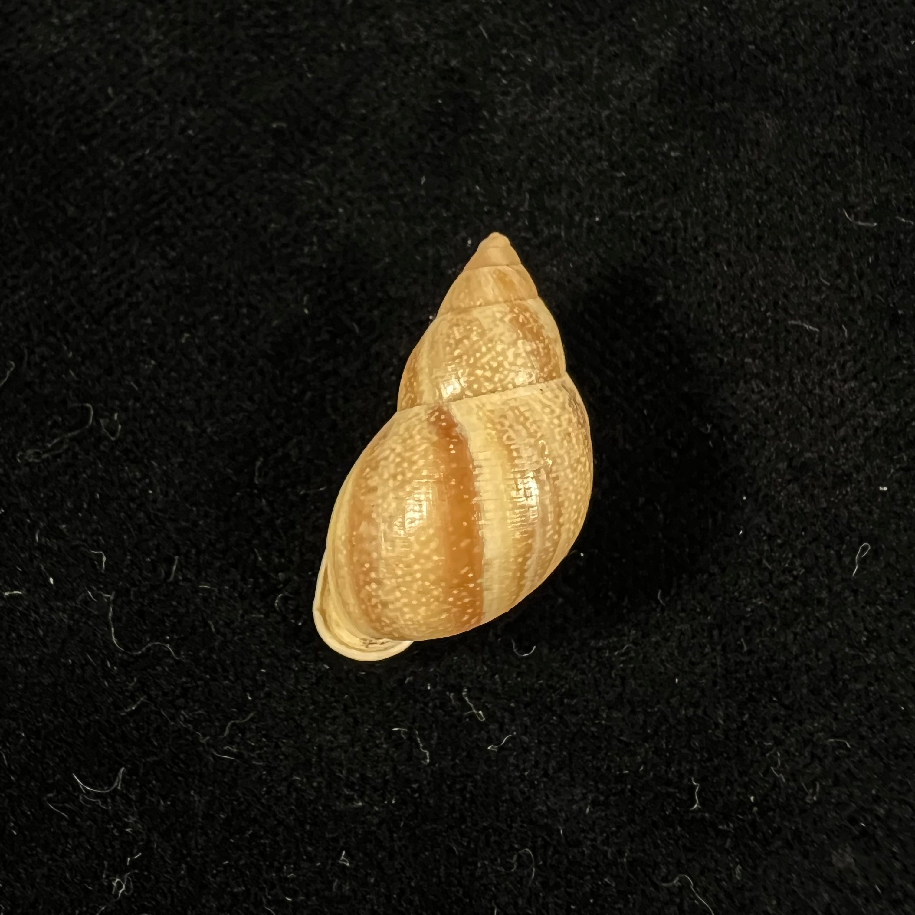 Drymaeus luciensis Breure & Borrero, 2019 - 24,1mm