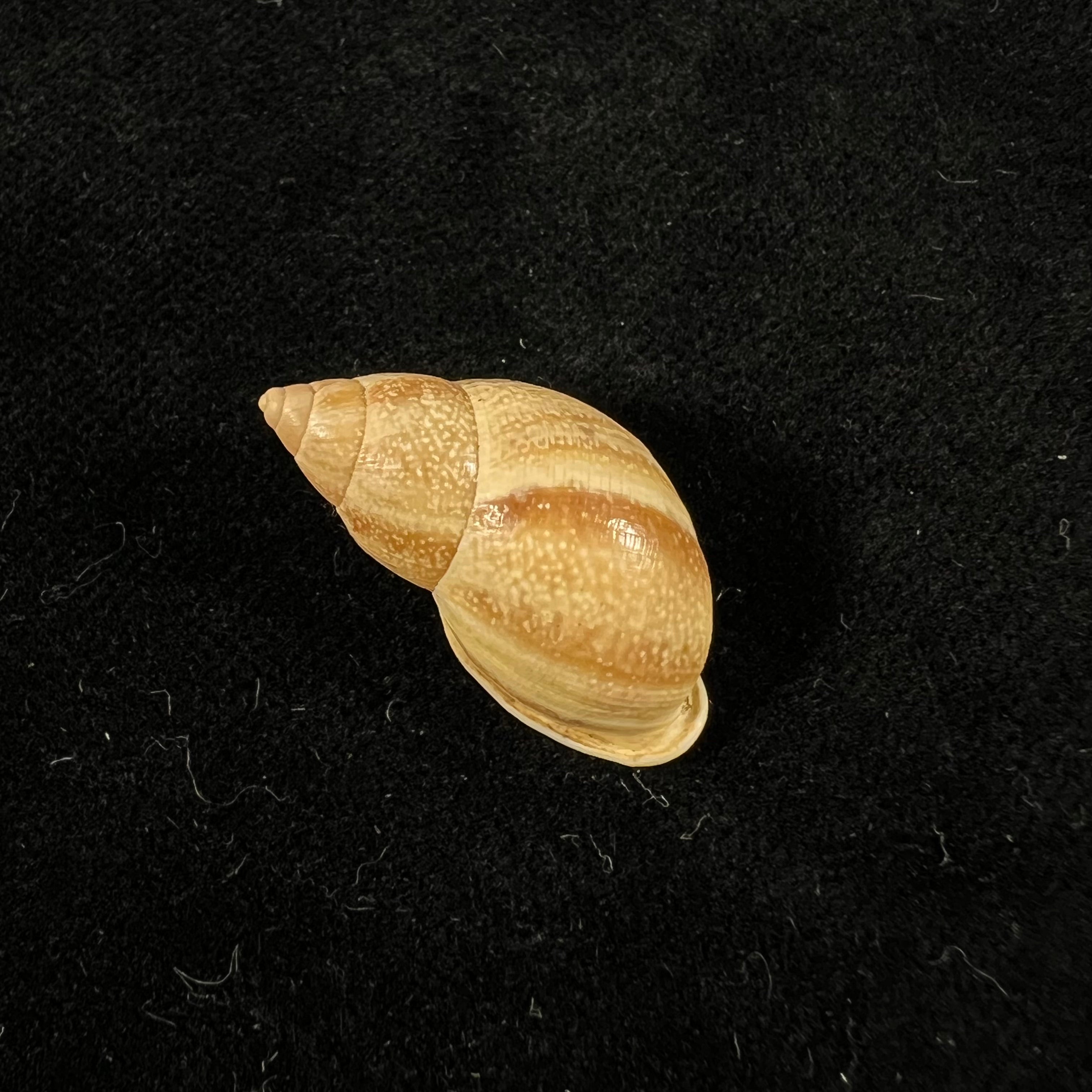Drymaeus luciensis Breure & Borrero, 2019 - 24,1mm