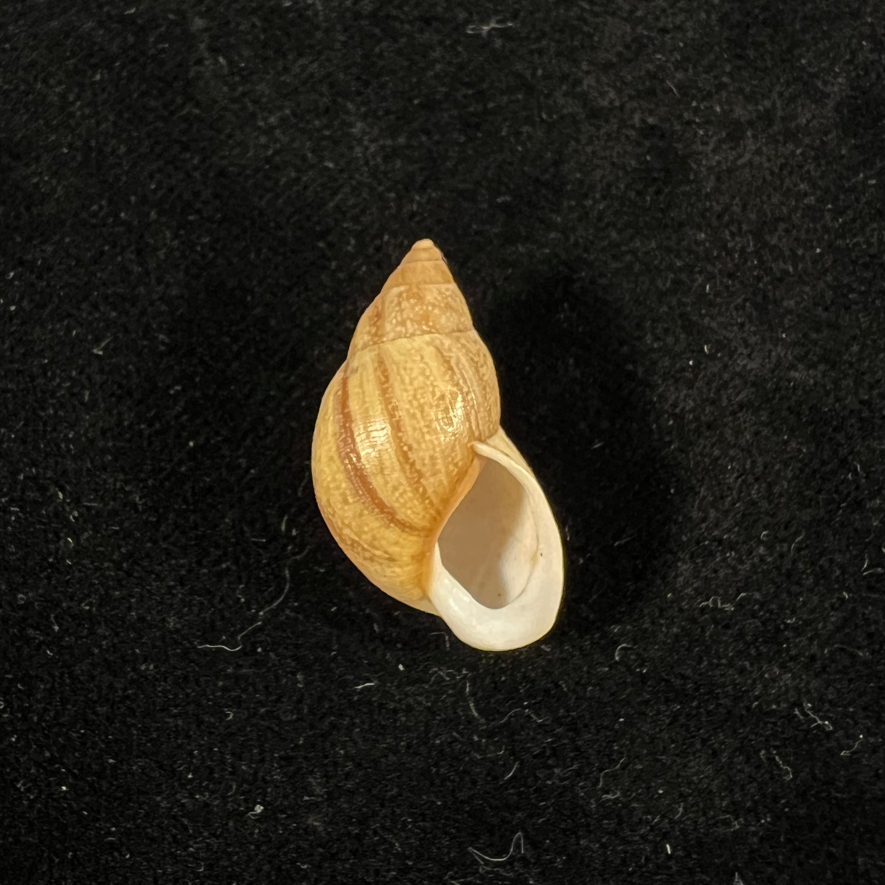 Drymaeus luciensis Breure & Borrero, 2019 - 24,1mm