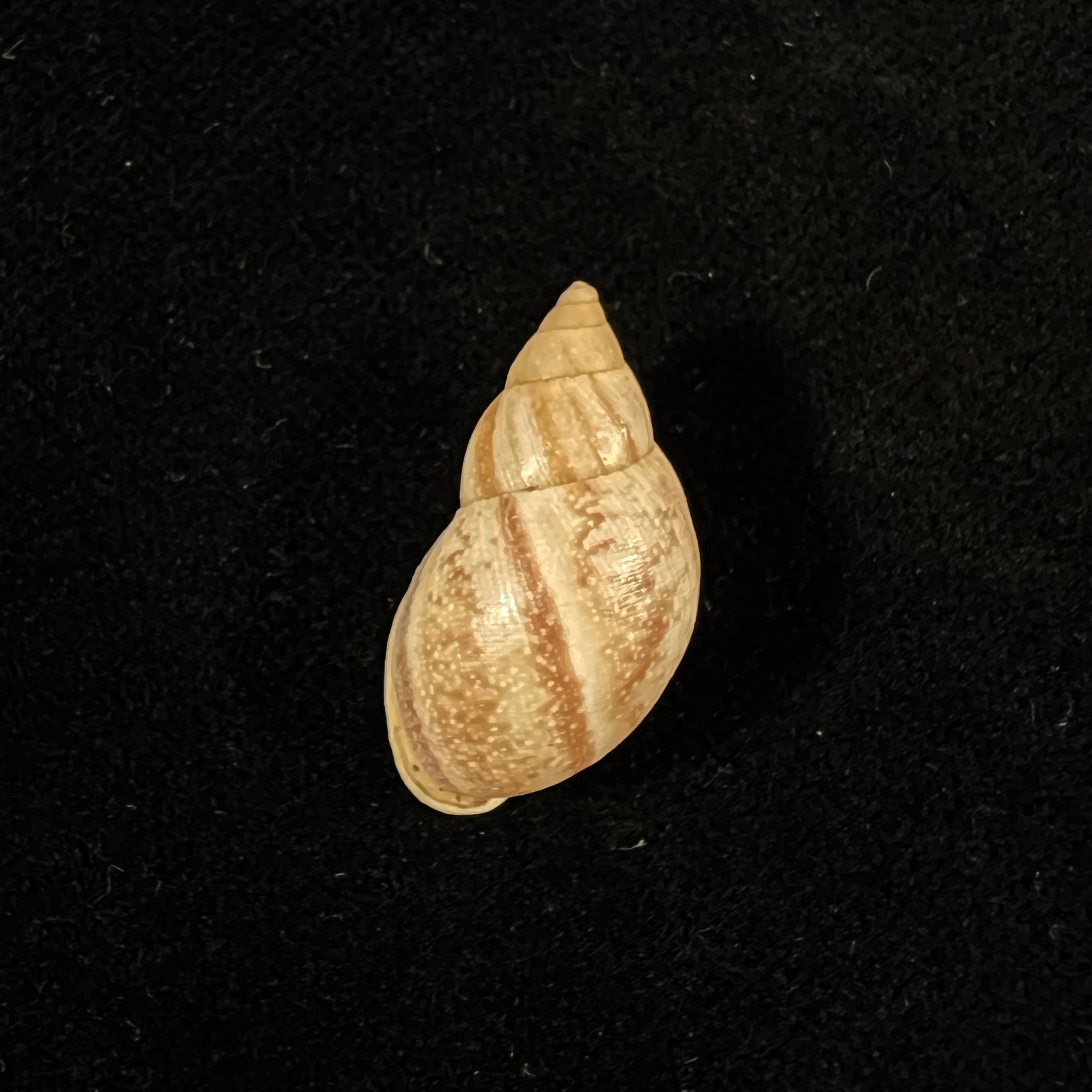 Drymaeus luciensis Breure & Borrero, 2019 - 24,8mm