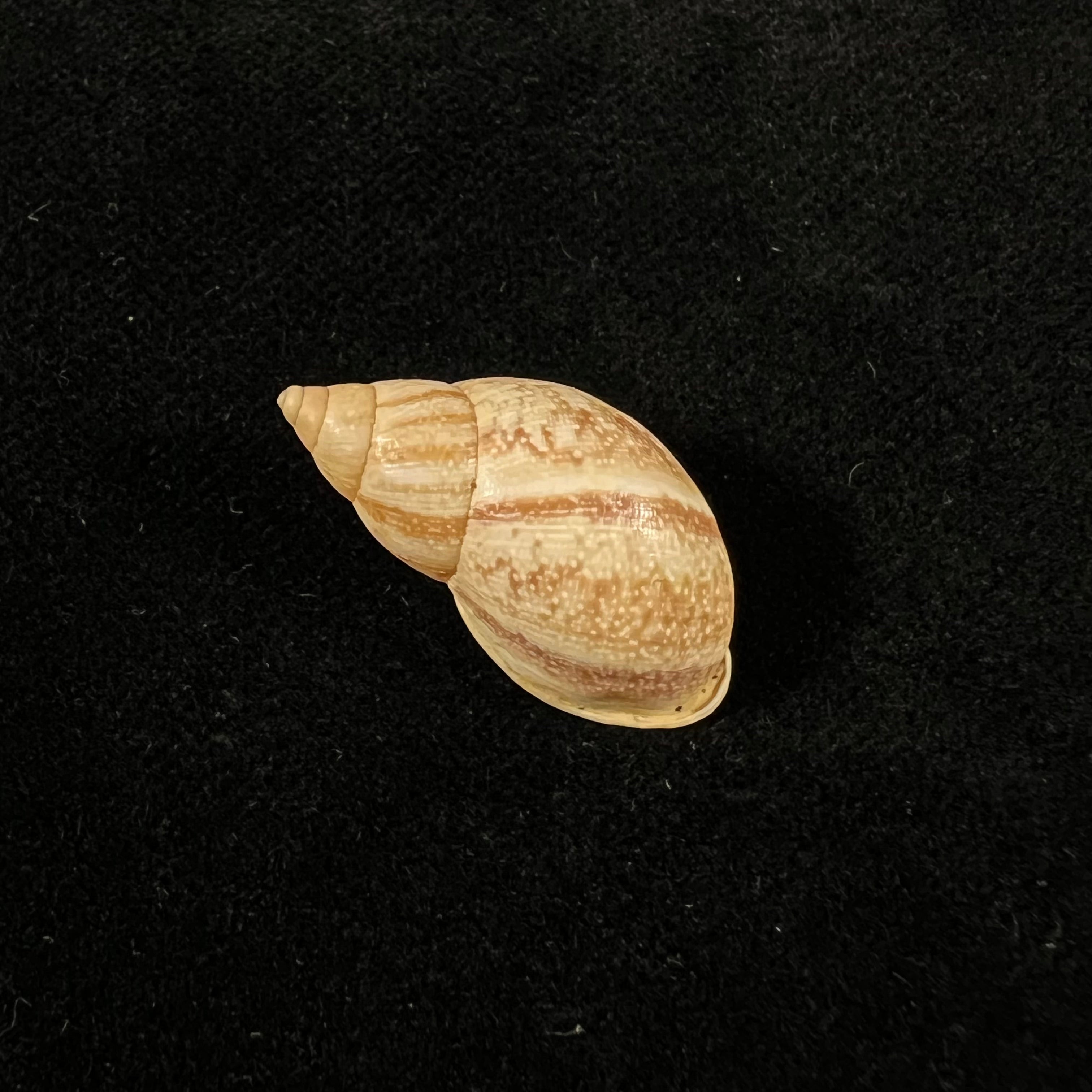 Drymaeus luciensis Breure & Borrero, 2019 - 24,8mm