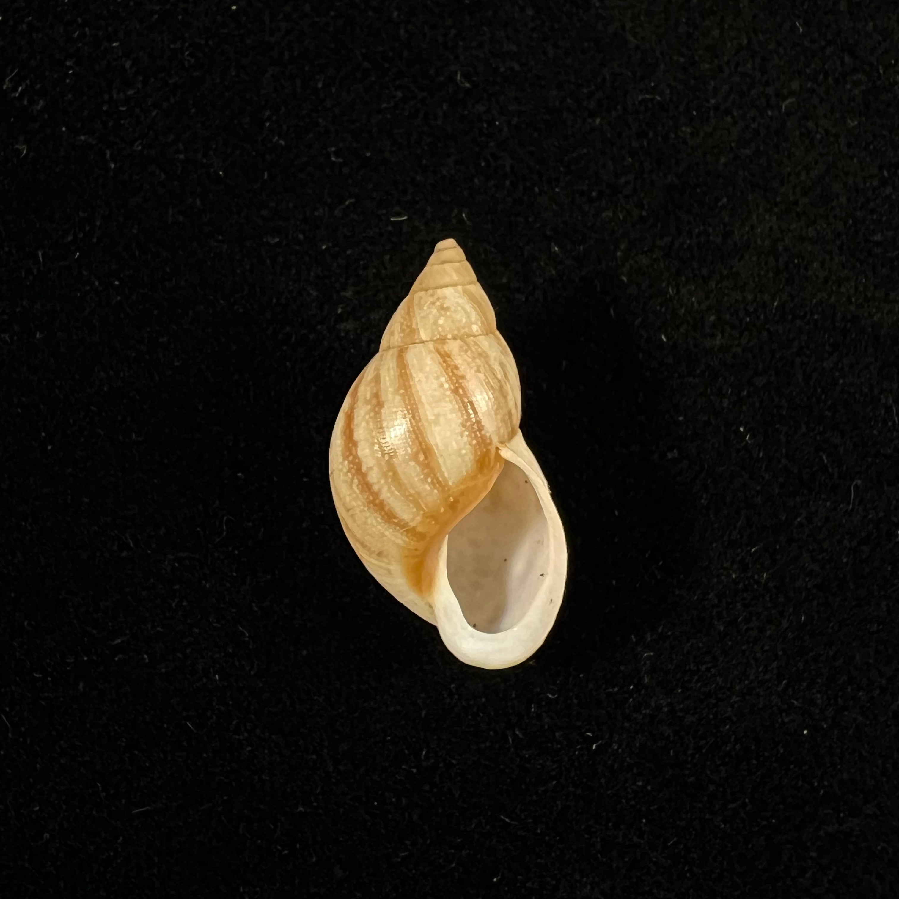 Drymaeus luciensis Breure & Borrero, 2019 - 24,8mm