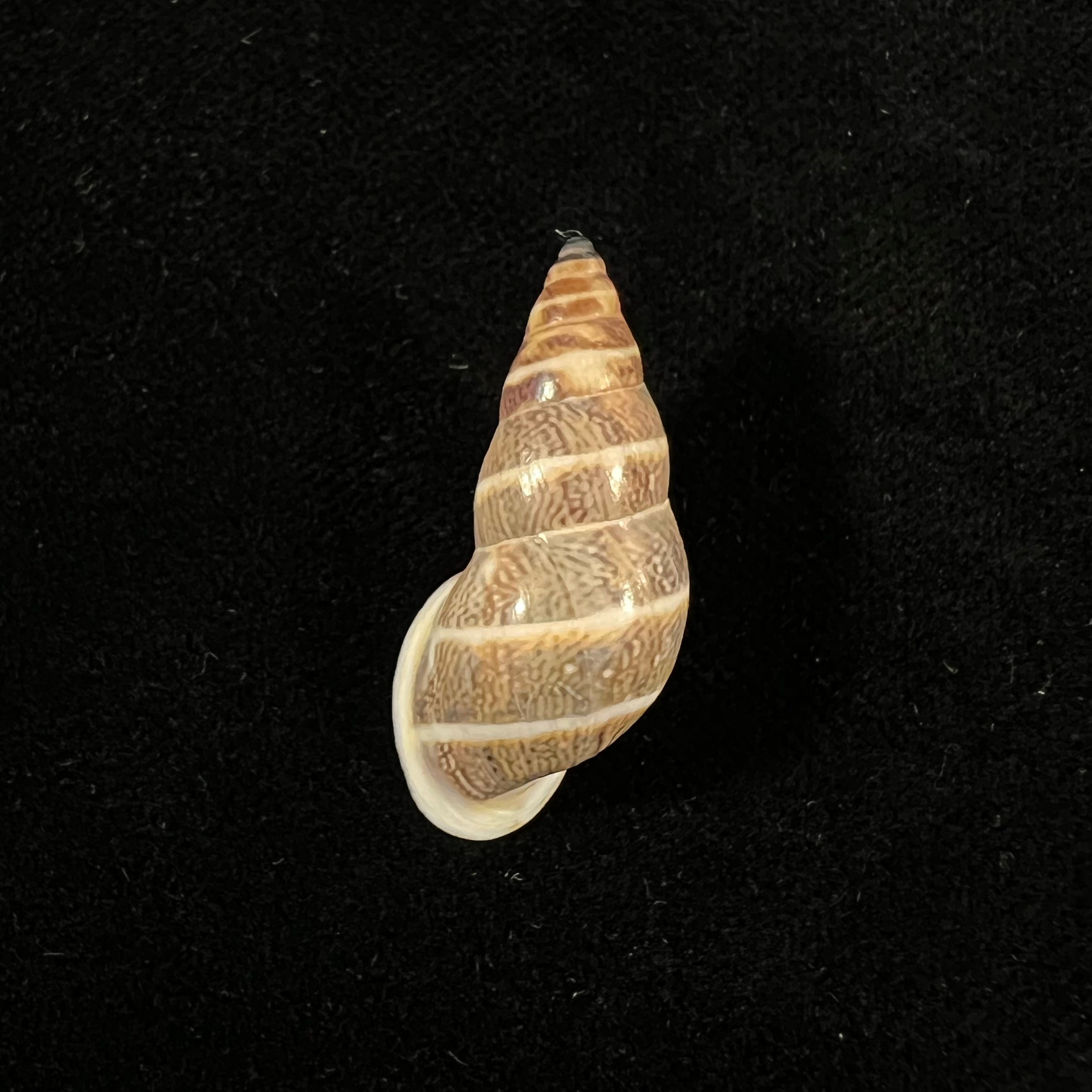 Drymaeus trivittatus (Mousson, 1873) - 32,7mm