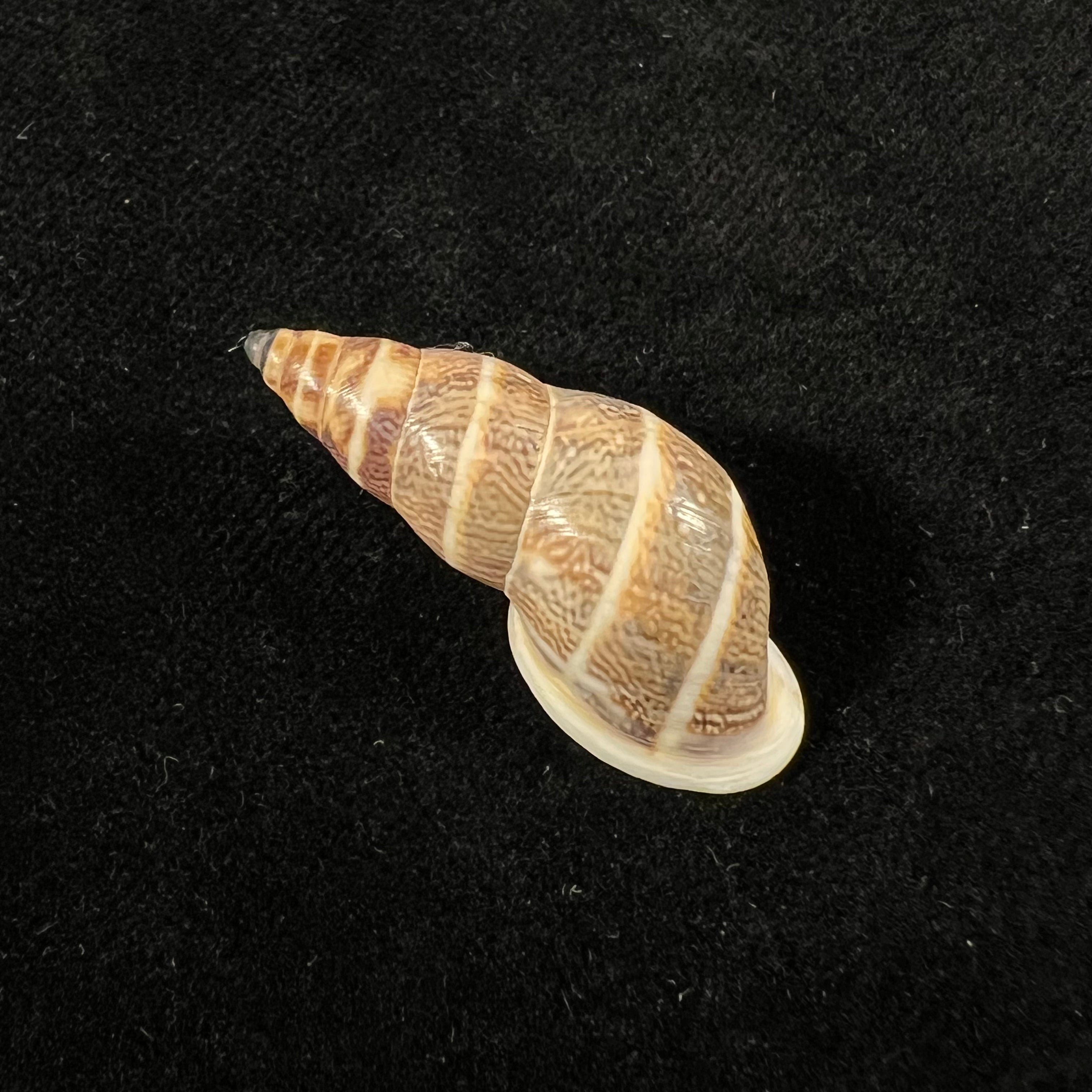 Drymaeus trivittatus (Mousson, 1873) - 32,7mm