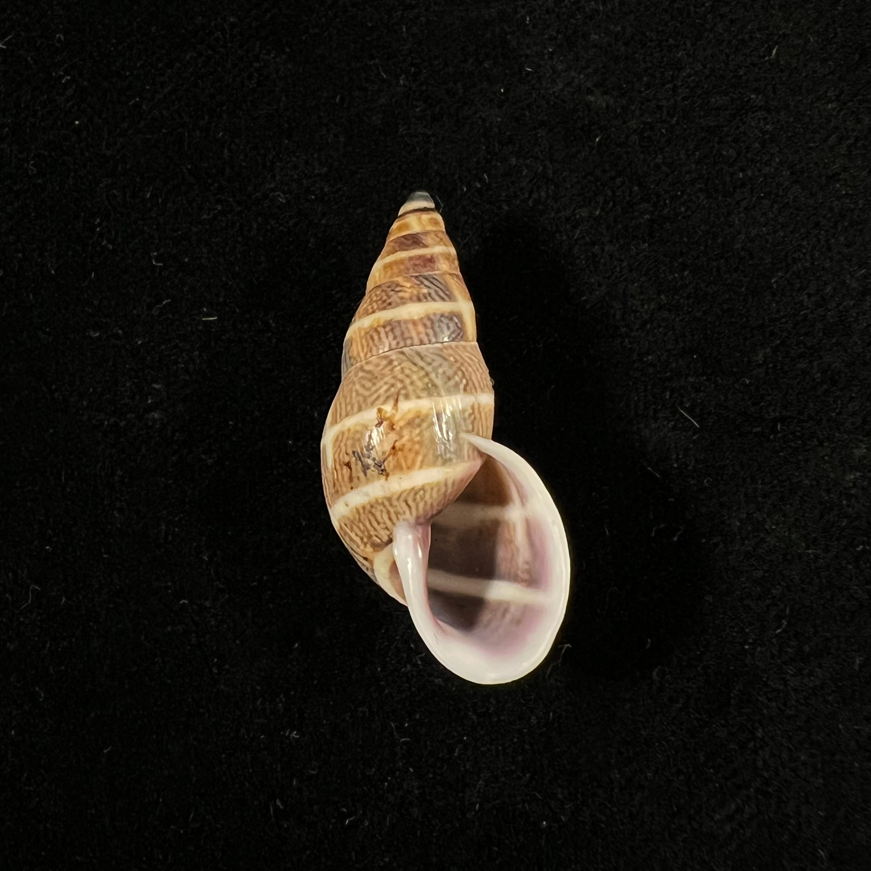 Drymaeus trivittatus (Mousson, 1873) - 32,7mm