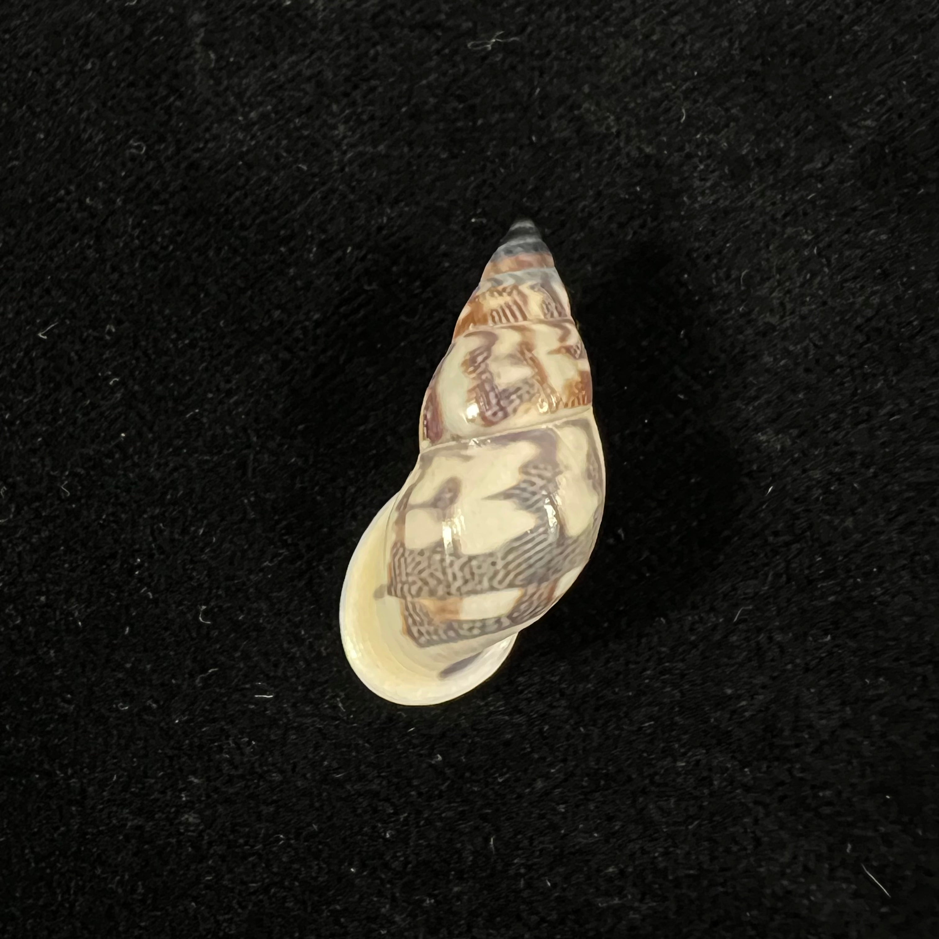 Drymaeus geometricus (L. Pfeiffer, 1846) - 29,2mm