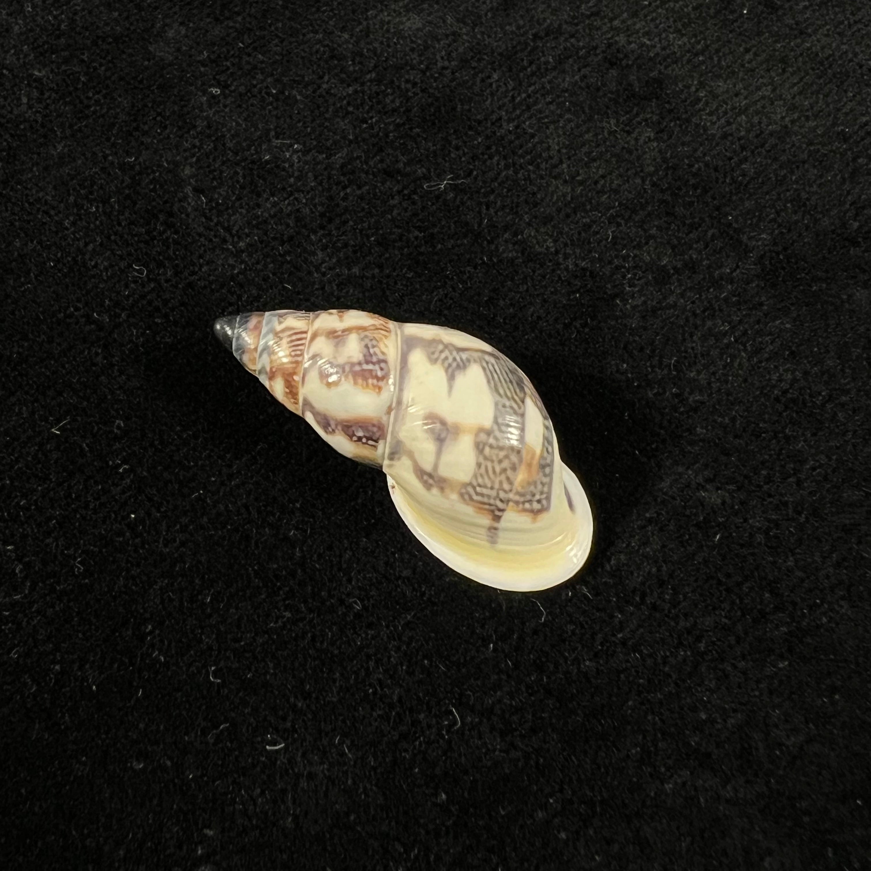 Drymaeus geometricus (L. Pfeiffer, 1846) - 29,2mm