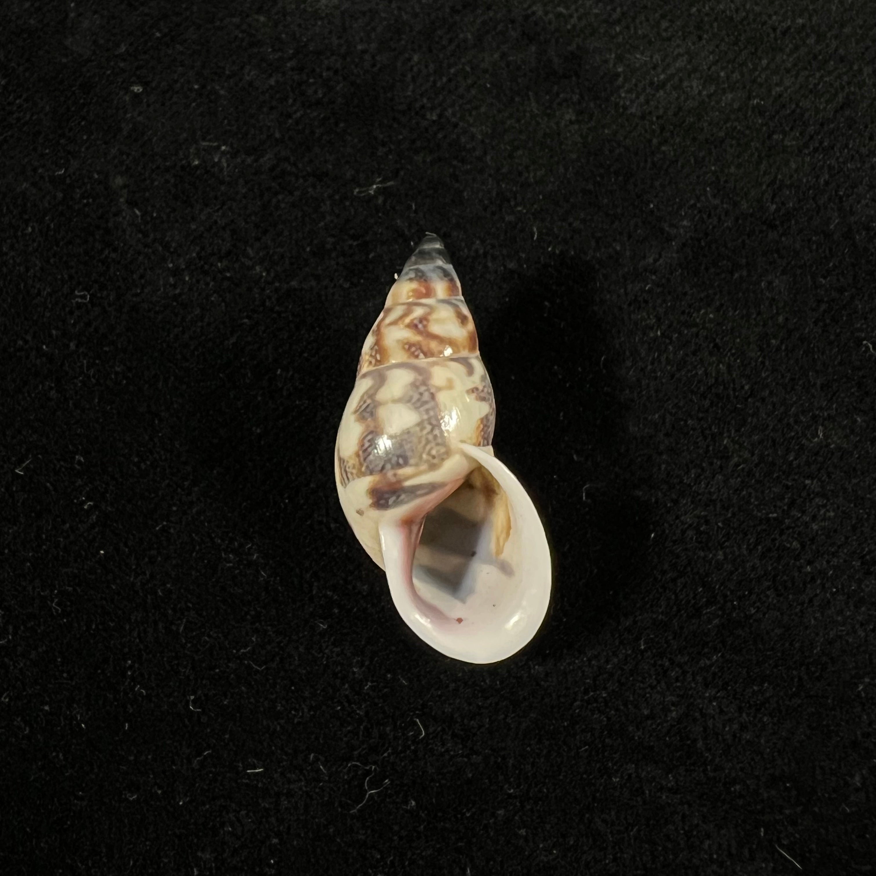 Drymaeus geometricus (L. Pfeiffer, 1846) - 29,2mm