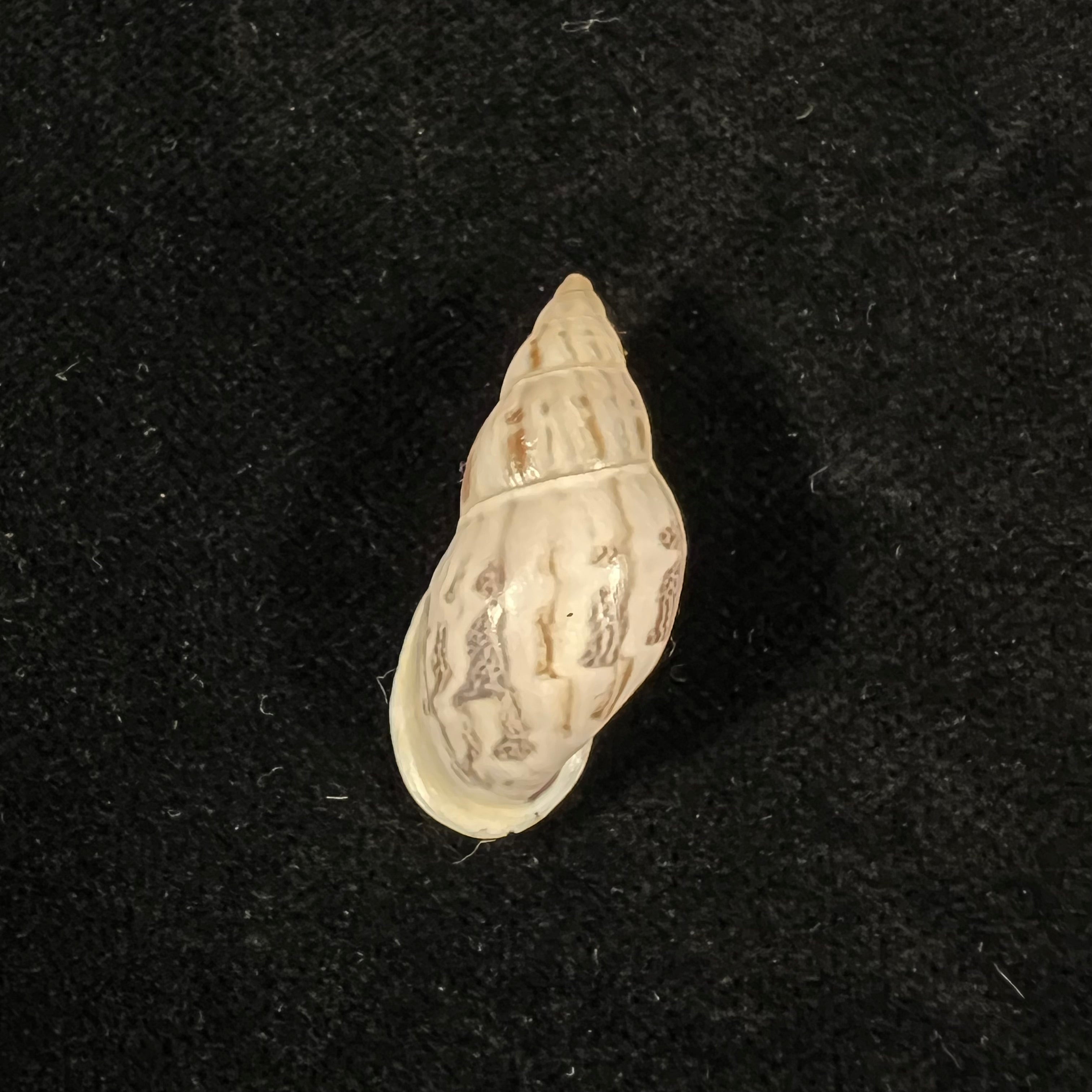 Drymaeus leai Pilsbry, 1898 - 29mm