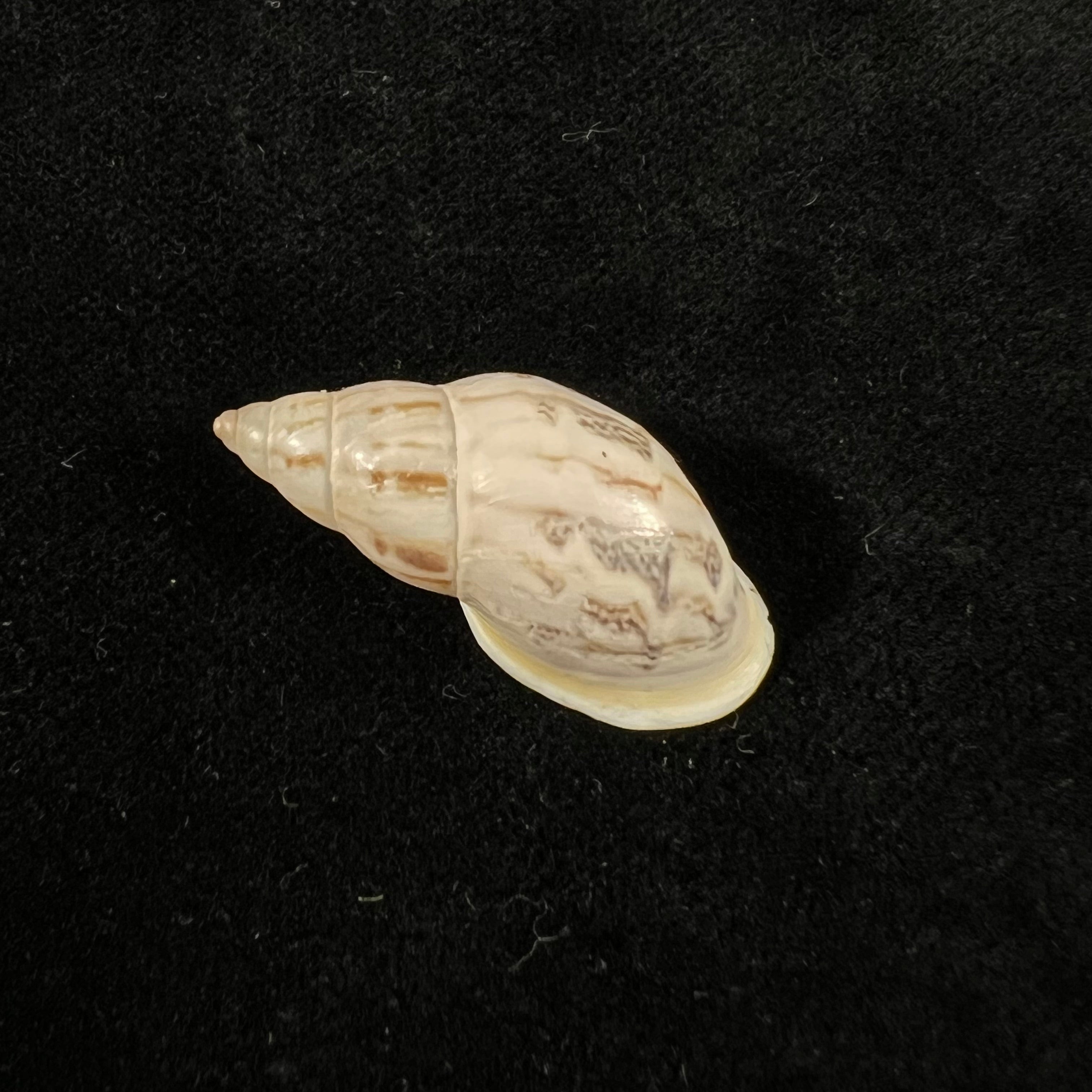 Drymaeus leai Pilsbry, 1898 - 29mm