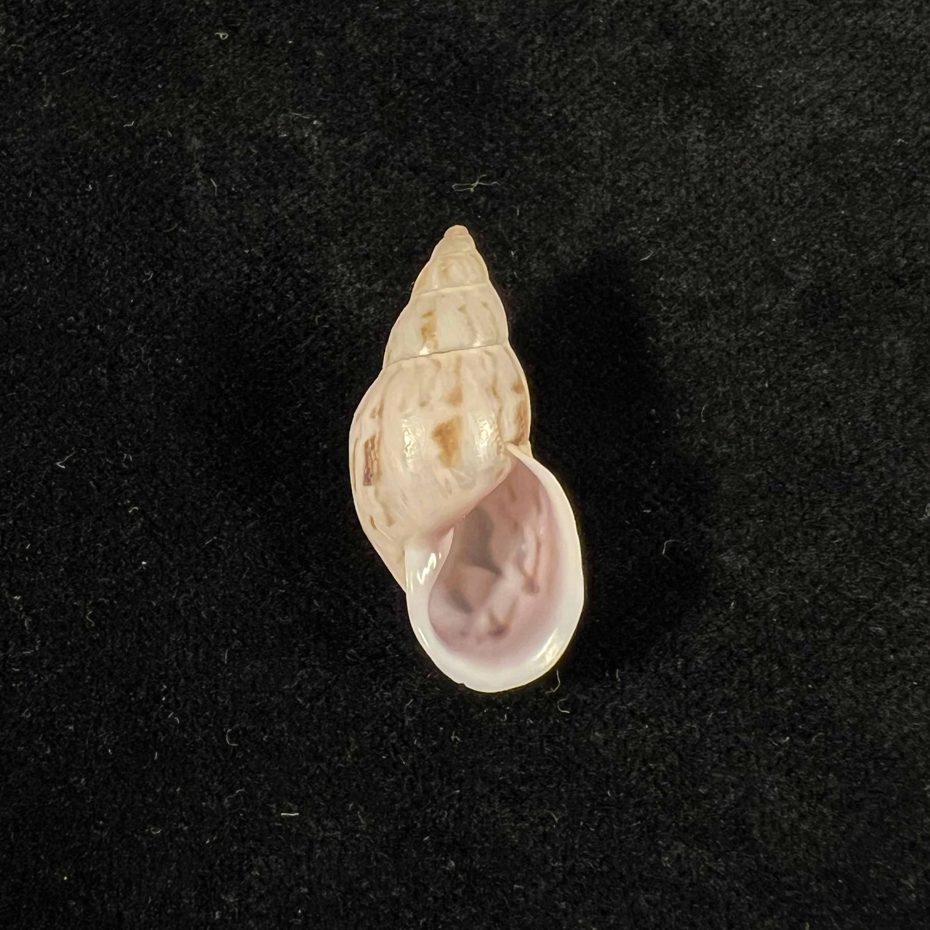 Drymaeus leai Pilsbry, 1898 - 29mm