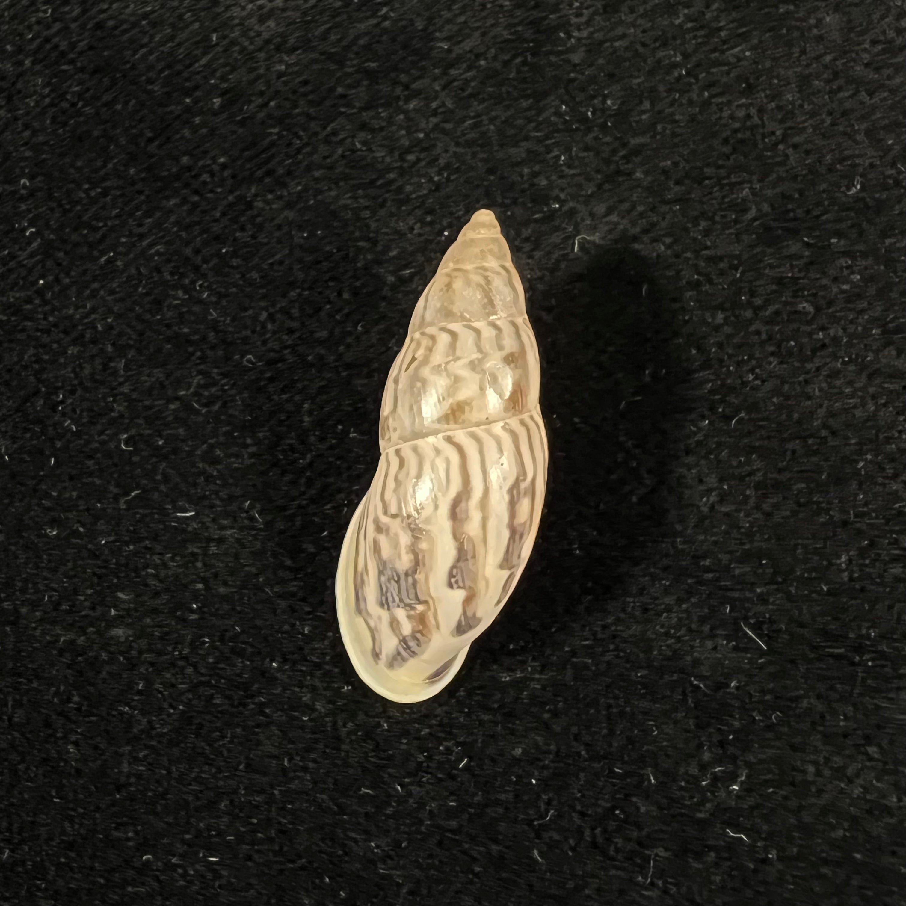 Drymaeus yungasensis (A. d'Orbigny, 1837) - 29,2mm